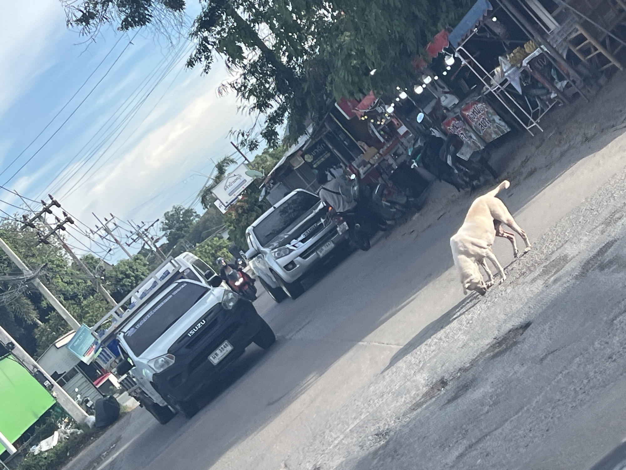 The image captures a street scene in Baan Bang Rak, Thailand. On a sunny day, the main focus is a light-colored dog with its head lowered towards the road, possibly sniffing or eating something. Behind the dog, the street is lined with vehicles including two white Isuzu pickup trucks, one with a ladder on top, and several parked motorbikes. A vendor stall or small shop is set up on the side of the road, with a red awning. A person is standing next to one of the parked motorbikes. Utility poles with power lines are visible against a partly cloudy sky.