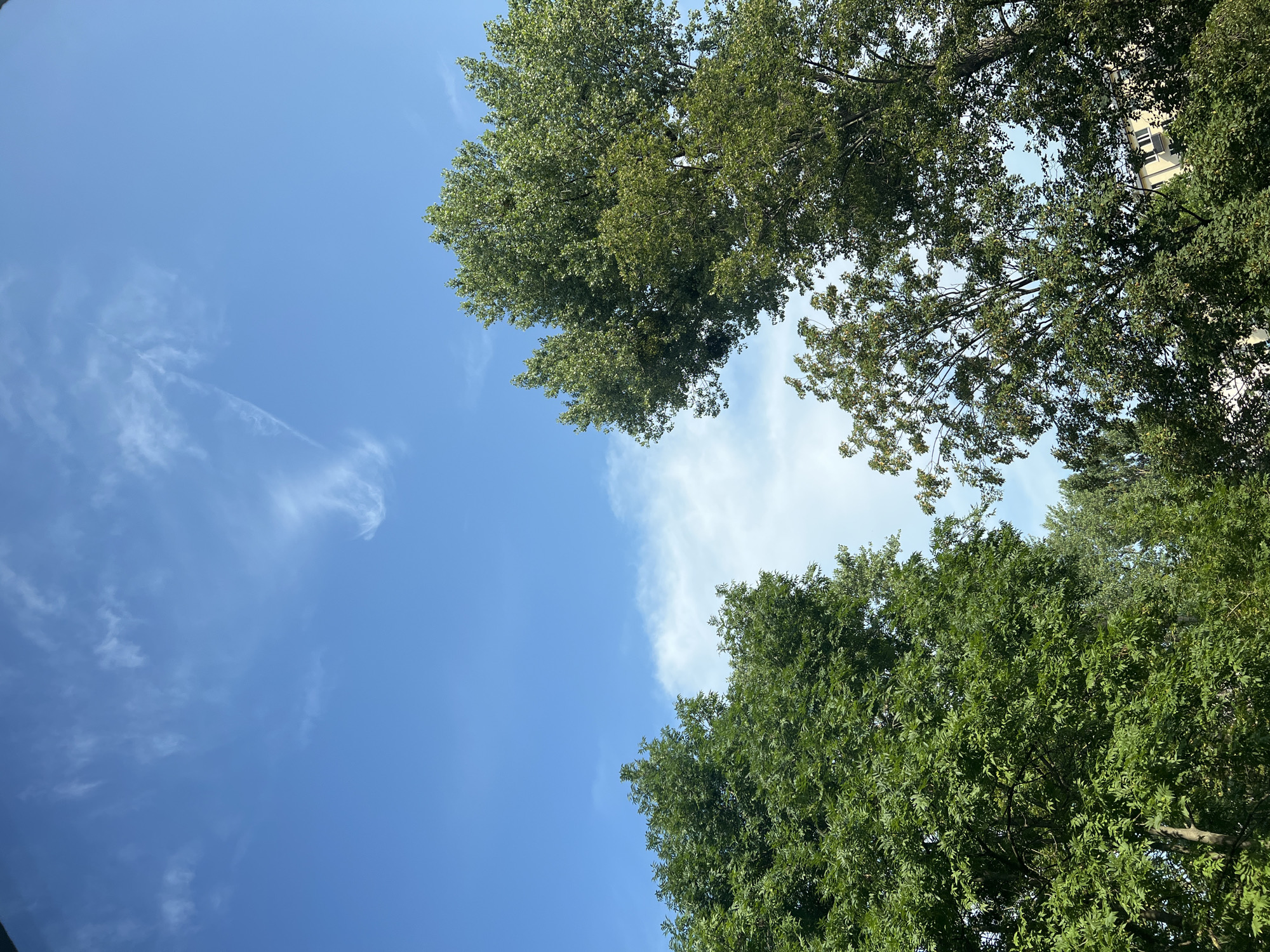 The image shows a bright, clear blue sky with scattered wispy clouds. Two large, green trees with dense foliage dominate the lower portion of the frame, one on the left and another larger one on the right. The trees are lush and appear to be in full leaf, suggesting a warm season, likely summer. In the background, peeking through the branches of the rightmost tree, is the top of a light-colored building with visible windows, indicating an urban or suburban environment. There are no people or animals visible in the image. The overall impression is one of a pleasant, sunny day. Without any specific landmarks or context, pinpointing the exact location in Warsaw, Poland is not possible based solely on this image.
