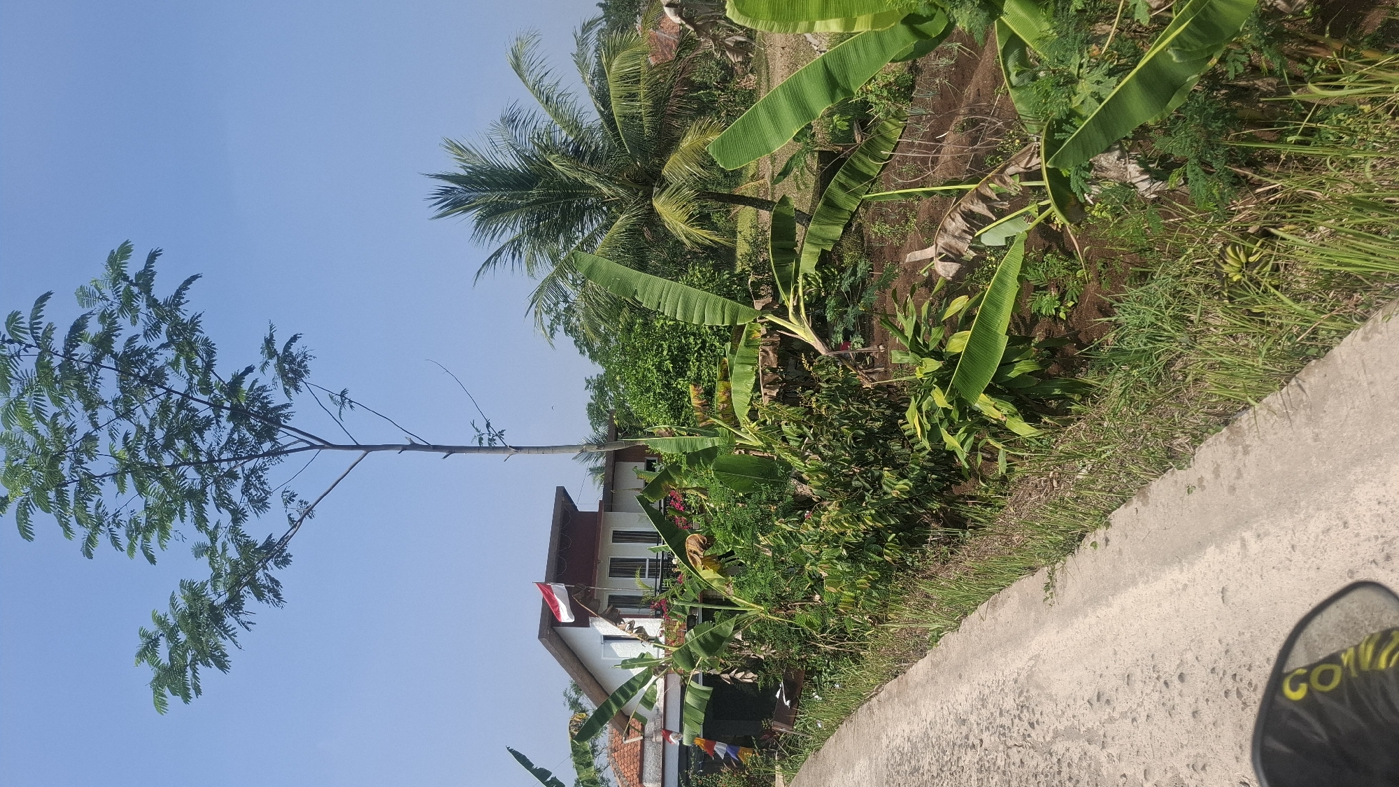 The image depicts a rural or suburban scene in Cianjur, Indonesia. A concrete road runs along the left side of the frame, bordered by lush vegetation. In the background, a two-story house with a white facade and a red roof is visible, adorned with a small Indonesian flag. A tall, leafy tree stands prominently in front of the house. Surrounding the house and along the roadside, there is abundant greenery, including banana trees and other tropical plants. The sky is clear and blue, indicating a sunny day. The ground appears to be cultivated in some areas, with visible soil and smaller plants. A portion of a motorcycle's side mirror is visible in the lower left corner of the image, reflecting yellow lettering.