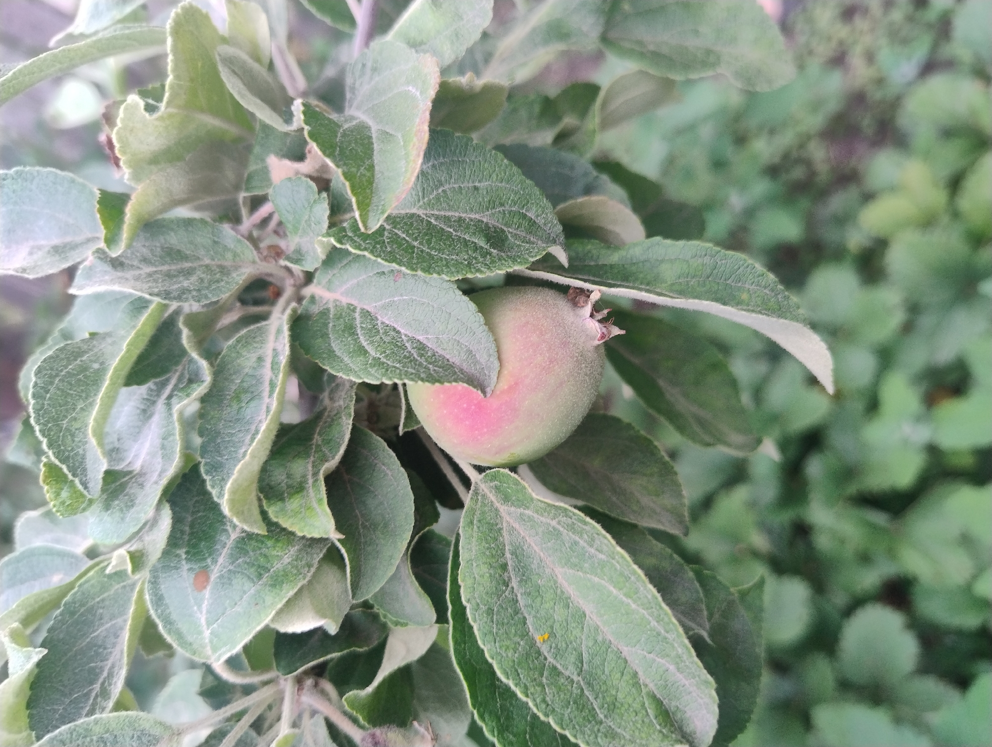A young, small green apple with a blush of pink on its upper left side hangs from a branch. It is surrounded by numerous large, fuzzy green leaves with serrated edges, obscuring much of the background. Some of the leaves show a dusty or powdery texture. The lighting is natural, suggesting an outdoor environment. The background is blurred and out of focus, appearing as a soft green mass. No people are visible in the image.