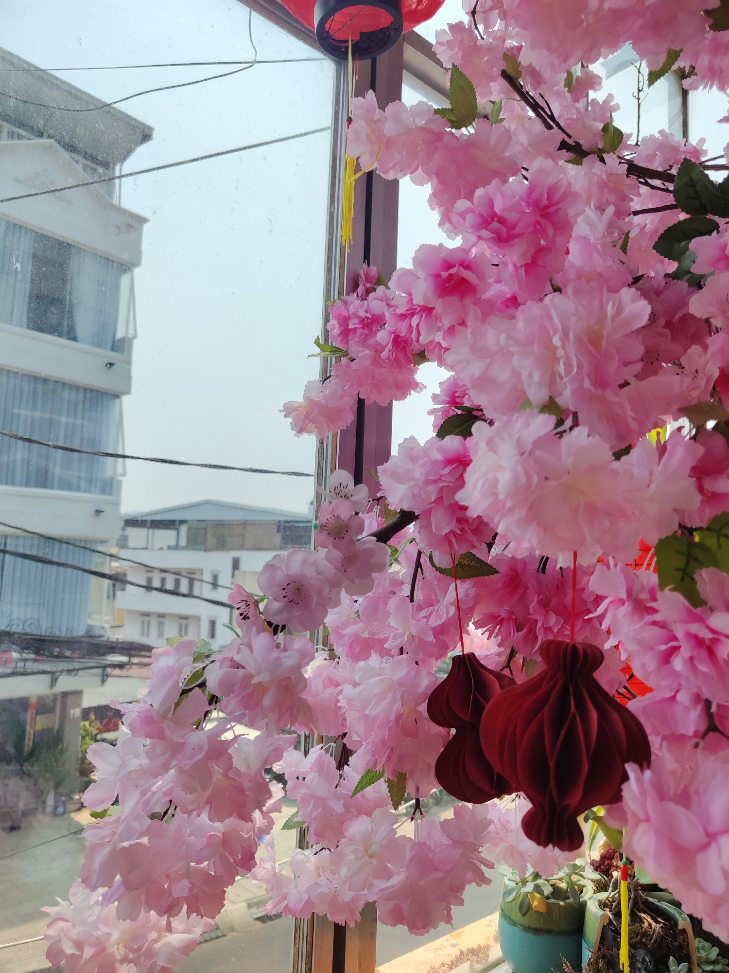 A medium shot captures a window view through a floral arrangement, likely in Da Lat, Vietnam. The foreground is dominated by a cherry blossom branch filled with soft pink flowers. Traditional Vietnamese red lanterns are interspersed with the blossoms.
Outside the window, a building with glass balconies, likely an apartment or office structure, is visible. Electrical wires are strung in front of the building. In the distance, one can see portions of other buildings, typical of an urban environment. The sky is overcast, creating soft, diffused lighting. Below the blossom branch are two potted succulent plants on the windowsill. The light is coming from outdoors. There are no people visible in the image.