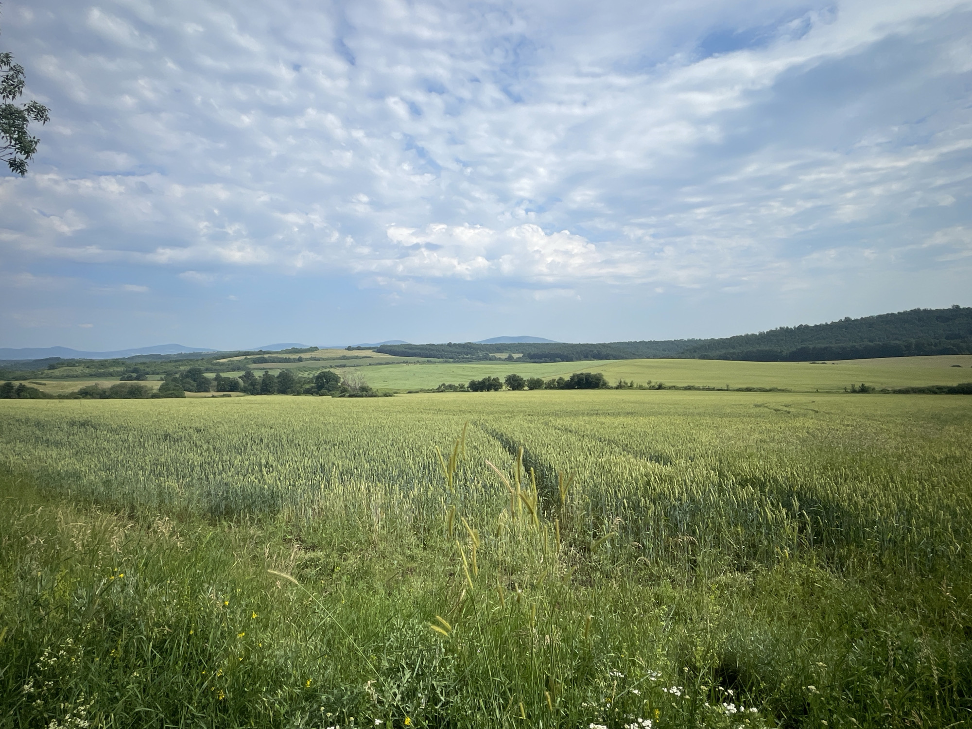 An outdoor, eye-level, horizontal shot captures a vast, sunlit field of green crops under a partly cloudy sky. The field, dominated by tall, green stalks that appear to be wheat or barley, stretches towards a distant, tree-lined hill. Subtle tire tracks are visible in the middle distance, suggesting agricultural activity. In the foreground, a patch of tall, wild grass and small white flowers adds texture to the scene. The sky is a mosaic of blue patches and scattered white clouds, some of which are puffy and dense, while others are wispy and stretched. The overall impression is one of a tranquil, rural landscape.