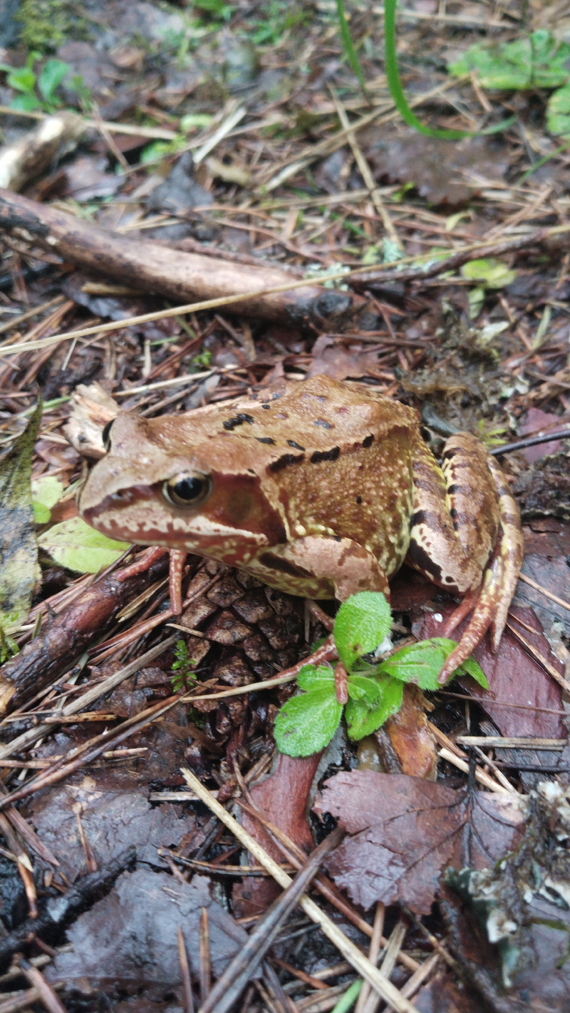 A brown frog is crouched on the forest floor in Ussuna, Russia. The frog is facing left and is partially obscured by pine cones and fallen leaves. The environment appears to be damp and covered in pine needles and twigs. The frog's skin is mottled brown and black, with visible spots and stripes. Its eyes are dark and round. The frog's legs are tucked beneath its body, and its hind legs are extended. The overall impression is one of a camouflaged creature in its natural habitat.