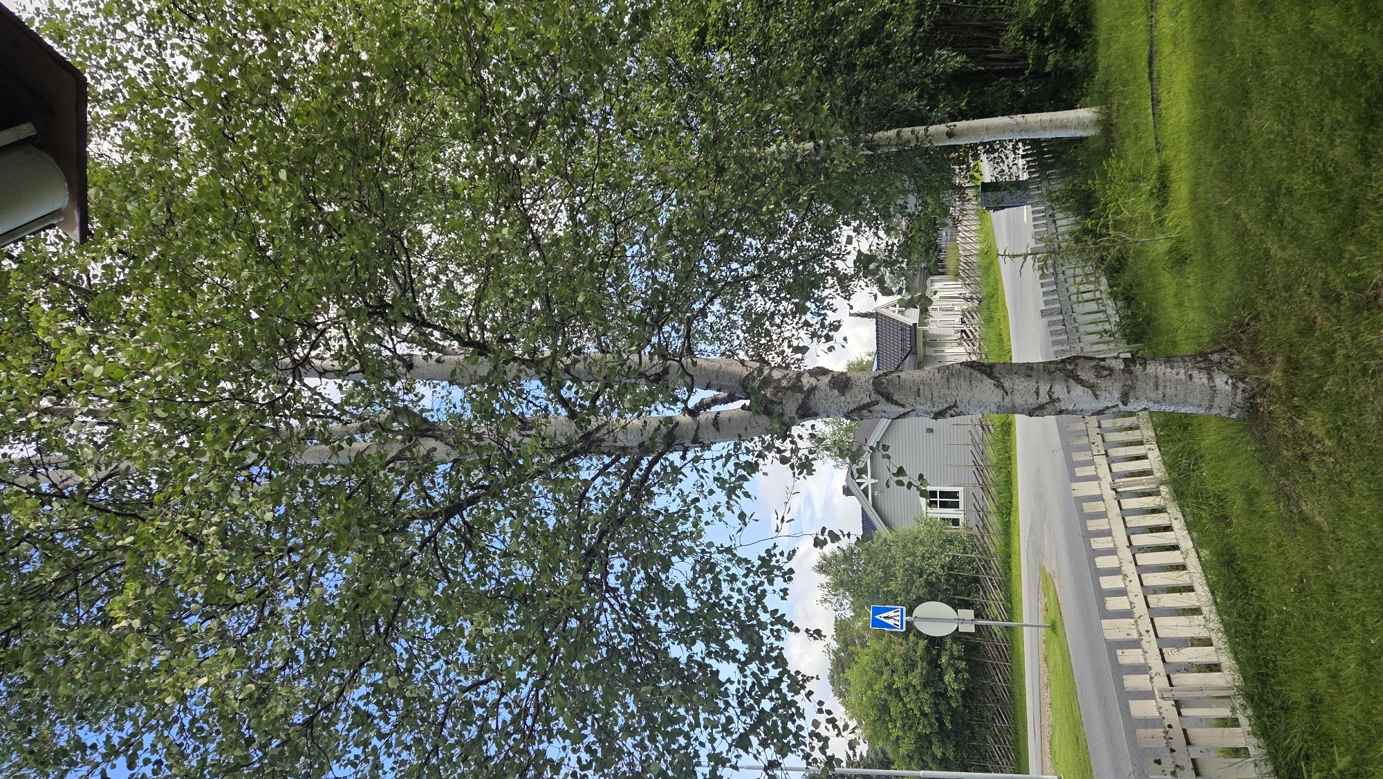 The image depicts a scene in the city of Tynset, Norway, on a bright, overcast day. A prominent silver birch tree stands in the foreground, its white, papery bark marked with dark vertical lines. The tree is multi-trunked, with its branches spread wide and covered in lush green leaves. Behind the birch tree, a white picket fence runs along the edge of a grassy area. Across a paved road, a row of houses with gray siding and dark roofs is visible, set back from the road. A pedestrian crossing sign with a blue triangle and white pedestrian symbol is positioned on a pole near the road. The environment appears to be a residential area with a rural feel, indicated by the natural vegetation and the style of the houses and fences. The sky is blue with scattered white clouds.