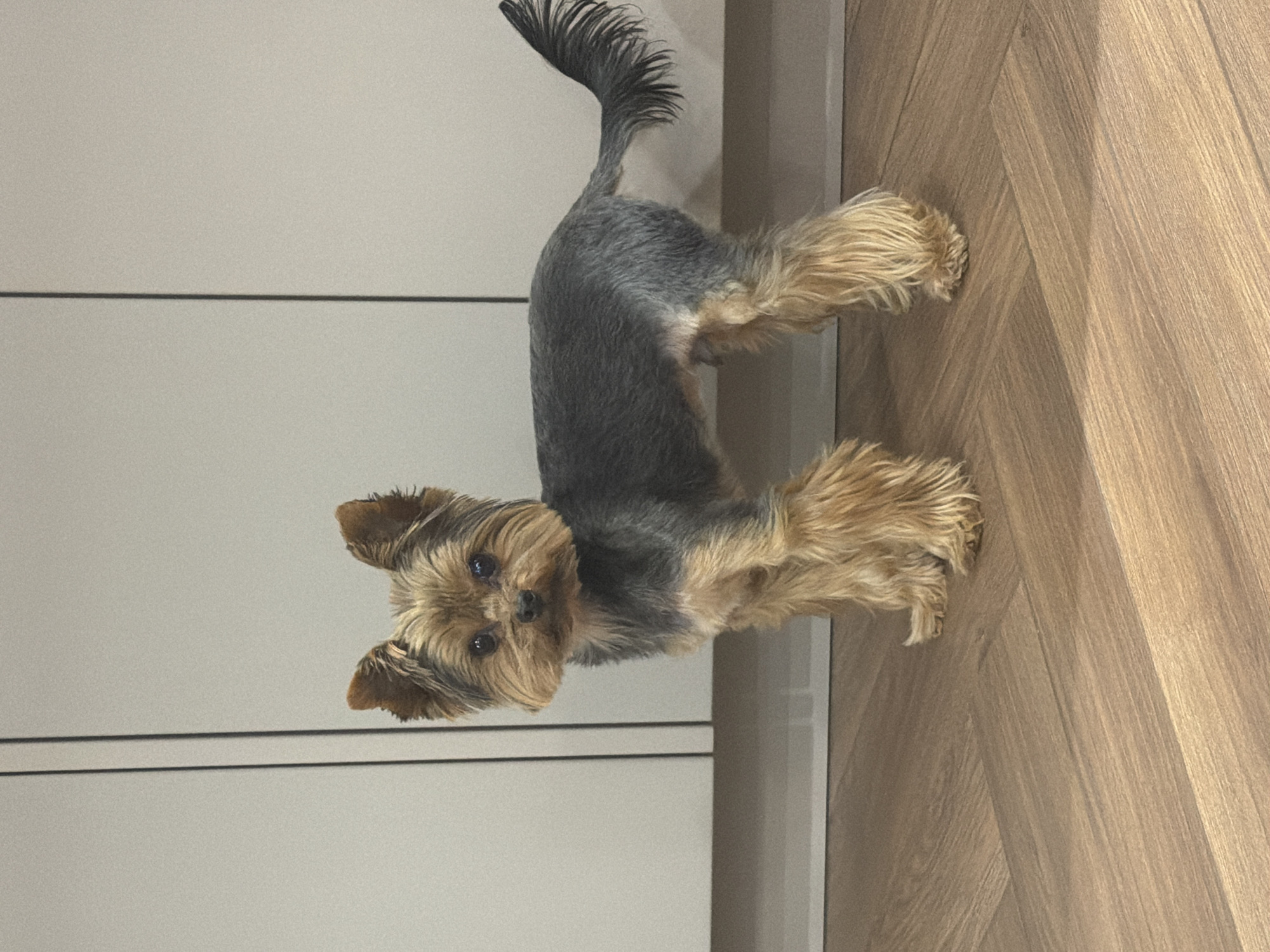 A Yorkshire Terrier stands on a wooden floor, likely indoors. The dog has a short gray coat on its body and long, golden-brown hair on its legs and head. The background consists of white cabinets. The dog is looking directly at the camera. The location cannot be determined from the image alone.