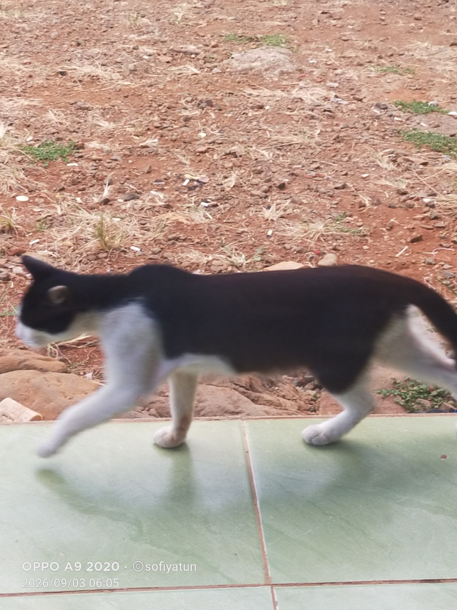 A black and white cat is walking on a tiled surface. The cat is in motion, with its front left paw extended forward. The tiled surface is a pale green color and appears to be outdoors. In the background, there is reddish-brown soil with scattered dry grass and small rocks. The image is watermarked with "OPPO A9 2020 · ©sofiyatun 2026/09/03 06:05". The location is identified as Cluwak, Indonesia.