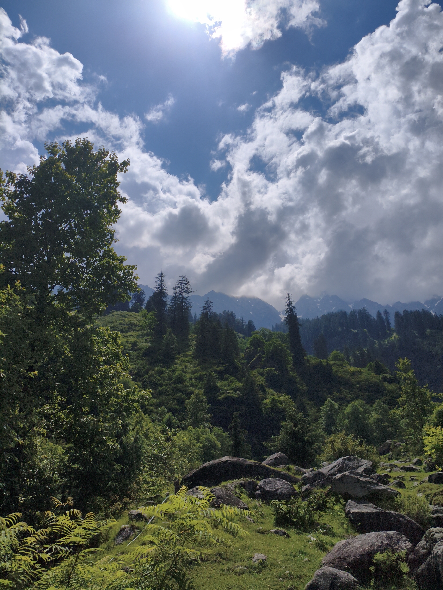 This media file depicts a vibrant, verdant mountain landscape under a bright, partly cloudy sky. The scene is dominated by lush green foliage, with a large, leafy tree in the foreground to the left, its branches reaching upwards. Beyond this, rolling hills covered in dense forest stretch into the distance. Tall, slender pine trees are scattered amongst the denser greenery, some with a distinct silhouette against the backdrop of mountains.
In the middle ground, a gentle slope is covered in a mix of trees and undergrowth. Further back, majestic mountains rise, their peaks partially obscured by dramatic, grey and white clouds. The sunlight filters through these clouds, casting a bright glow in the upper right portion of the image and illuminating parts of the landscape, suggesting it is midday. The foreground features a rocky terrain with large, grey boulders interspersed with patches of bright green grass and ferns.
The overall impression is one of natural beauty and tranquility, evoking a sense of peace and remoteness. The image appears to be a scenic photograph taken outdoors in a mountainous region, likely in Majhach, India, given the location context. There is no visible text in the image. The weather seems fair, with a mix of sun and clouds, and the overall mood is serene and awe-inspiring.