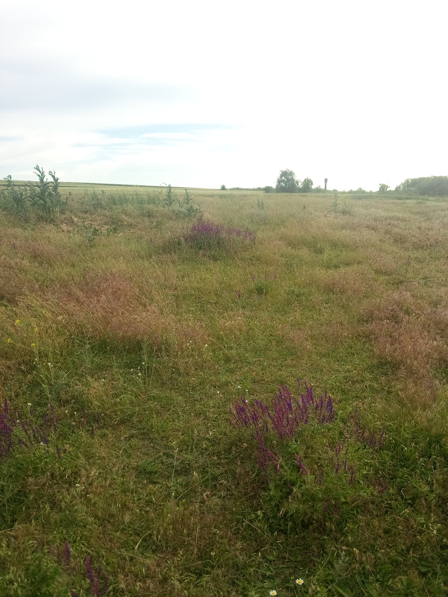 The image depicts a rural landscape in Zelenyi Hai, Ukraine, under a bright, overcast sky. A vast field dominates the scene, covered in a mix of tall, dry grasses and some green vegetation. Scattered throughout the field are clusters of small purple flowers and a few white wildflowers. In the distance, a line of trees borders the field, and to the right, a water tower is visible. The overall impression is one of an undeveloped, natural area.
