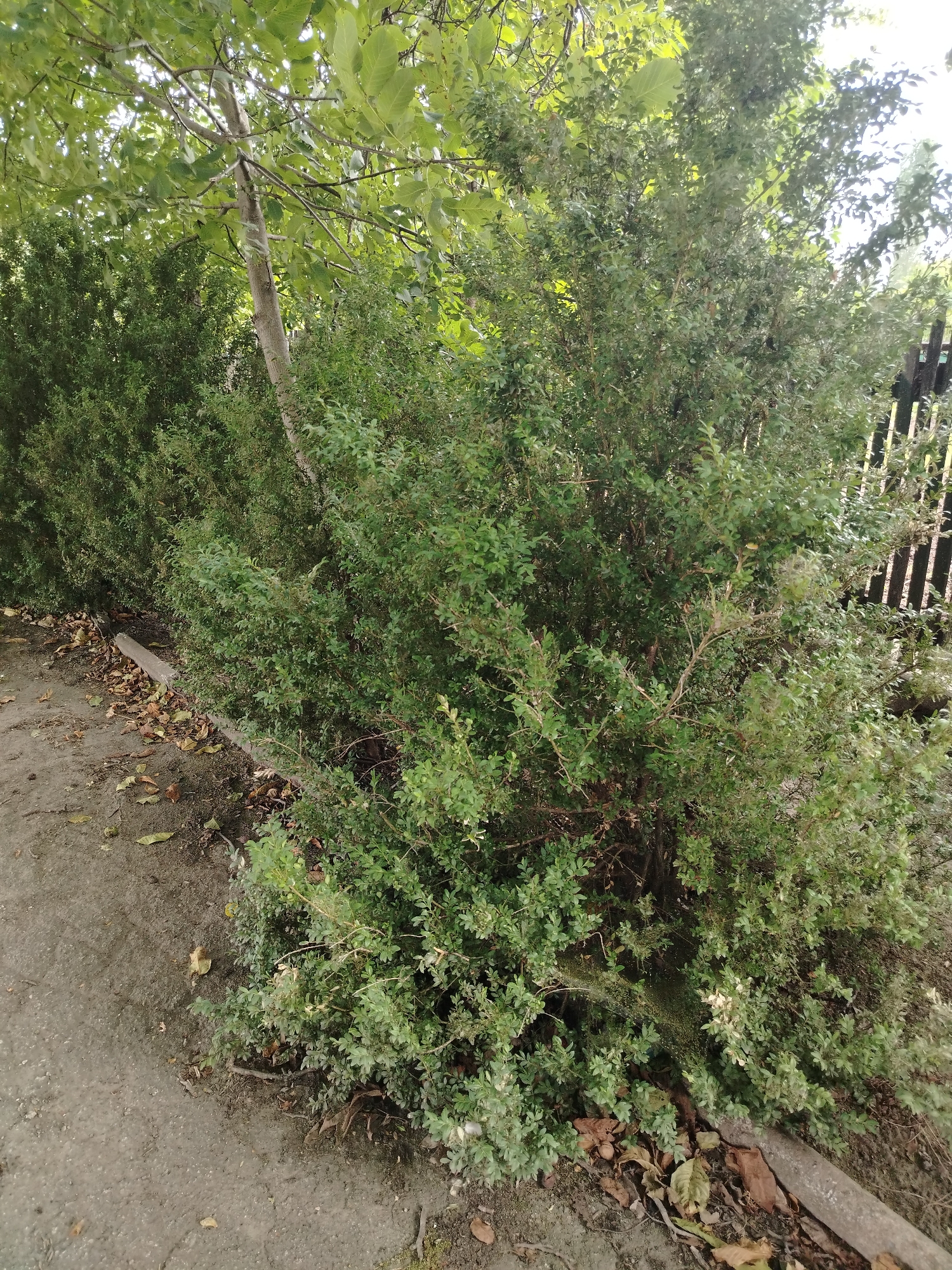 This image depicts a dense, green hedge lining a gravel path. The hedge appears to be in a residential area or a park, possibly in Ignăței, Moldova, given the context. The foliage is thick and well-established, with some dry leaves scattered on the ground near the base of the hedge. A wooden fence is partially visible in the background, suggesting a boundary or enclosure. The overall impression is one of natural growth and an outdoor setting.