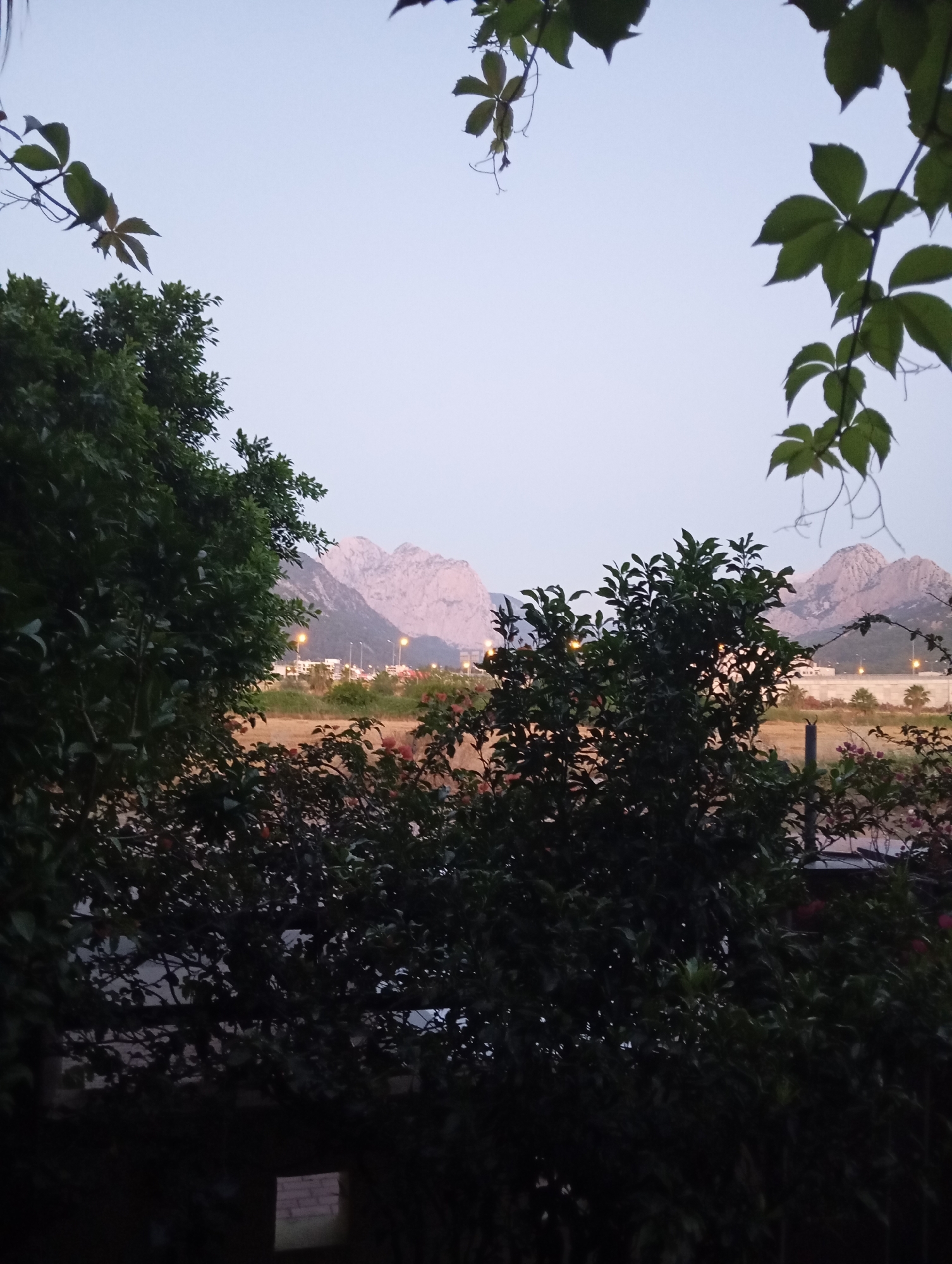 The image depicts a serene evening landscape in Konyaaltı, Turkey. In the foreground, lush green foliage from trees and vines frames the scene, creating a natural vignette. The leaves are dense and varied, with some branches adorned with five-lobed leaves, suggesting Virginia creeper or a similar plant. These leaves are silhouetted against a pale, twilight sky, indicating the time of day is either dawn or dusk.
Beyond the immediate greenery, a field stretches out, dotted with scattered bushes and some flowering plants with hints of pink. In the middle ground, a low-rise urban area is visible, characterized by buildings and streetlights casting a warm glow. The lights suggest that the sun has set or is about to rise, further confirming the twilight setting. A road or thoroughfare is also discernible, with lights lining it.
The background is dominated by imposing, rugged mountains. Their peaks are softly illuminated by the fading or emerging light, giving them a gentle, almost pastel hue. The mountains are a significant feature of the landscape, providing a dramatic backdrop to the more subdued foreground and middle ground elements.
The overall atmosphere of the image is tranquil and peaceful. The soft light, the natural elements, and the distant human settlement combine to create a sense of quietude and natural beauty. There is no visible text in the image.