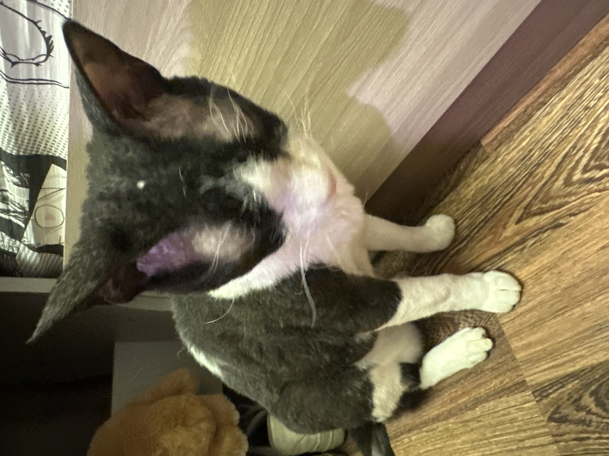 The image shows a black and white cat sitting on a wooden floor. The cat is facing away from the camera, with its head turned to the side. Its fur is short and sleek, with patches of black and white. The cat's ears are large and pointed, and its eyes are closed. It appears to be a domestic cat. The background is a wooden floor with a light-colored wall behind it. The overall lighting suggests it might be indoors, possibly in a home environment. The image is taken from a high angle, looking down at the cat. There is no visible text in the image. The location context is Sayanogorsk, Russia.