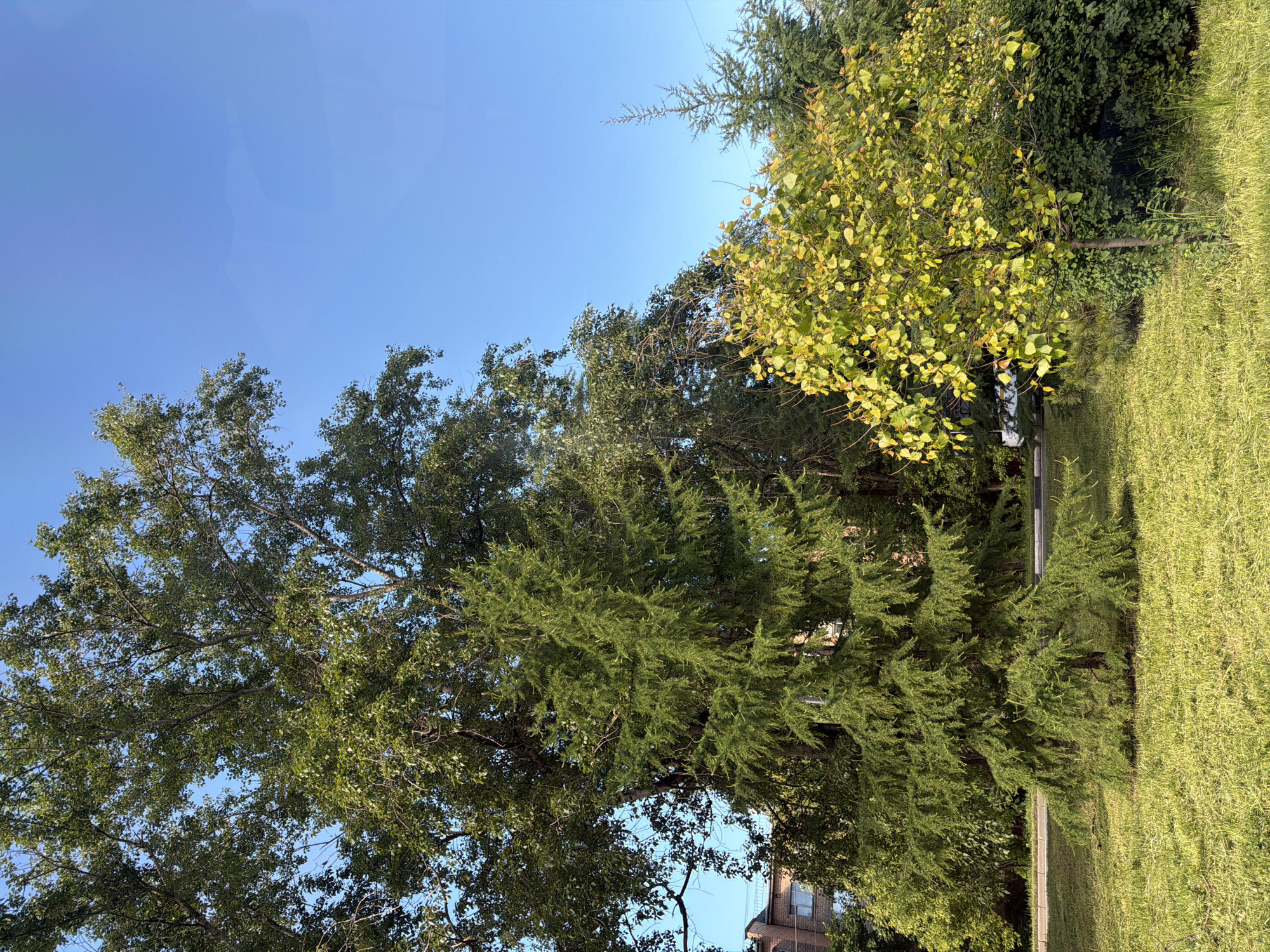 The scene captures a verdant environment juxtaposed against a clear blue sky. Predominantly, trees with varying shades of green foliage dominate the view. There's a large tree on the left with dense foliage, while another tree on the right exhibits some yellowish leaves. The ground is covered in green grass. In the lower center, a section of a building with brick construction is visible. The setting appears to be an urban area with trees and greenery.