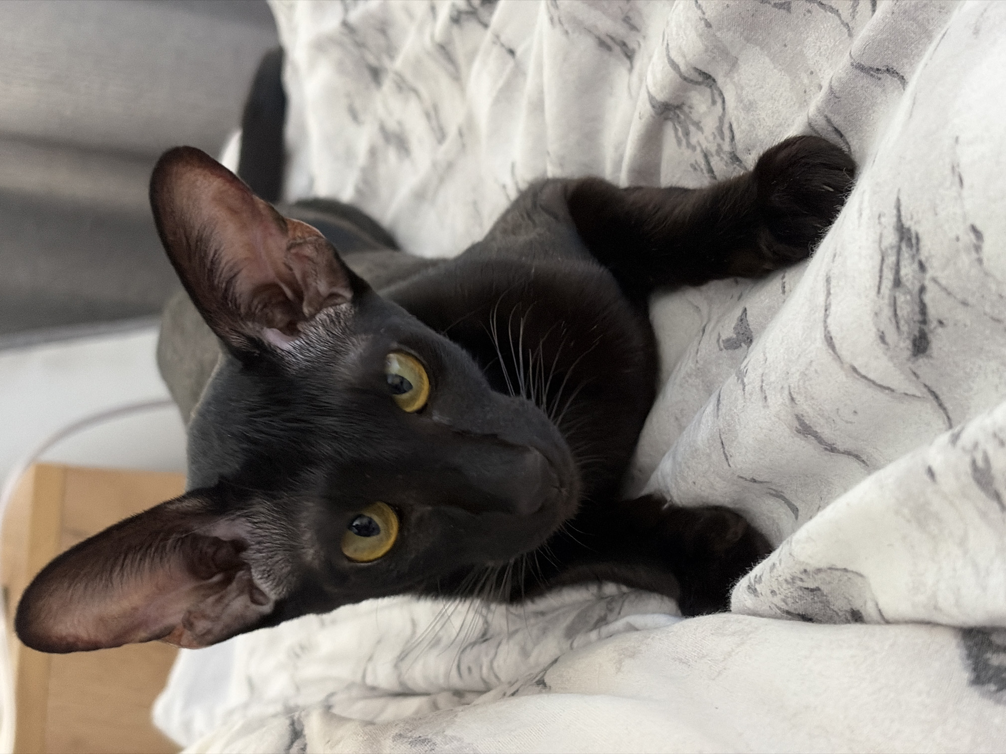 A black cat, likely an Oriental Shorthair given its distinctive large ears and slender face, is depicted in a close-up shot, resting indoors in Chaikovsky, Russia. The cat lies on a bed or soft surface covered by a white and grey patterned blanket or duvet. Its body is partially visible, primarily its head and forepaws, as it looks directly towards the camera.
The cat's most notable features are its prominent, widely spaced ears, which are dark brown on the inside, and its striking, bright amber-yellow eyes that appear to glow against its sleek, short black fur. Fine white whiskers extend from its snout. Its expression is calm and inquisitive, suggesting a moment of peaceful observation. The background is softly blurred but indicates an indoor setting, likely a bedroom, with muted grey tones. The lighting is soft and natural, consistent with daytime. No text is visible in the image.