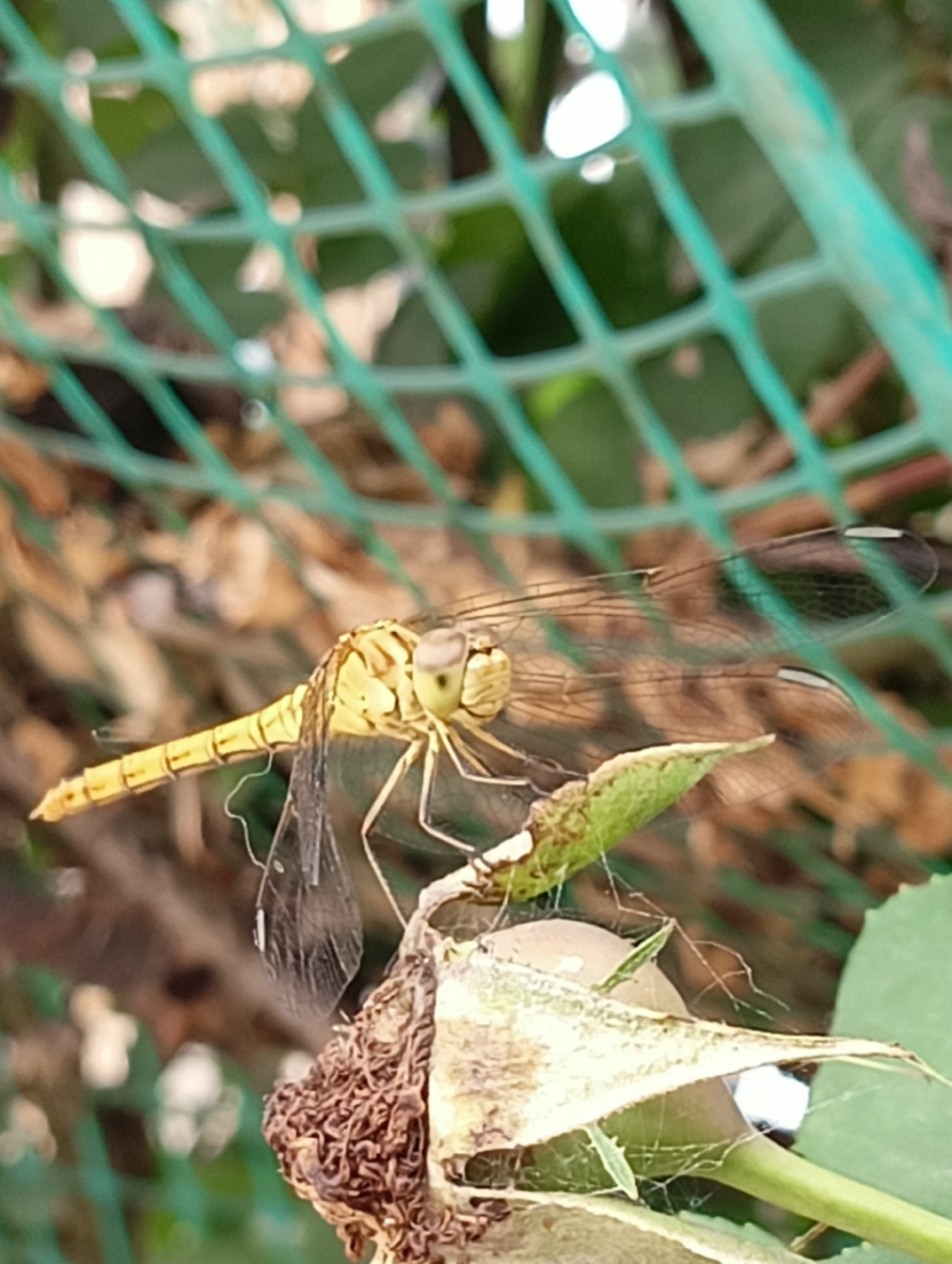 A close-up, slightly blurry, eye-level shot captures a yellow dragonfly perched on what appears to be a wilting plant stem, possibly a rose bud, covered in fine cobwebs. The dragonfly is positioned diagonally, with its body extending from the lower left to the upper right of the frame. Its delicate, transparent wings, with dark markings at the tips, are partially spread. The dragonfly's segmented yellow abdomen and large, compound eyes are visible.
Behind the dragonfly, a blurred green mesh fence forms the background, with hints of foliage and dry leaves in softer focus beyond. The lighting suggests it is daytime, and the overall mood is one of natural tranquility, with the intricate details of the insect and its immediate surroundings being the focus. The setting appears to be outdoors, in a garden or natural environment. No text is visible in the image. The location context of Krasnyye Barrikady, Russia, provides a geographical setting for this natural scene.