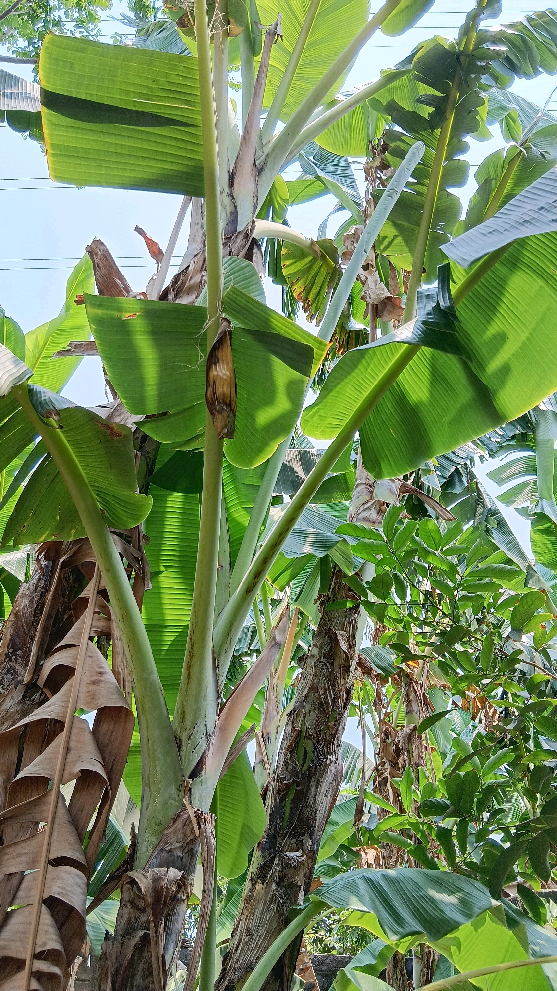 In Klorogan, Indonesia, a cluster of banana trees is captured in a low-angle shot against a bright sky. The image focuses on the thick, green pseudostems and large, vibrant green leaves of the banana plants. Several dry, brown, and decaying banana leaves hang from the lower parts of the plants, contrasting with the lush new growth. One banana flower, a dark, elongated structure, hangs from the center of the frame. The background is filled with more banana leaves and a glimpse of a building and possibly other vegetation. The overall impression is one of dense tropical foliage.