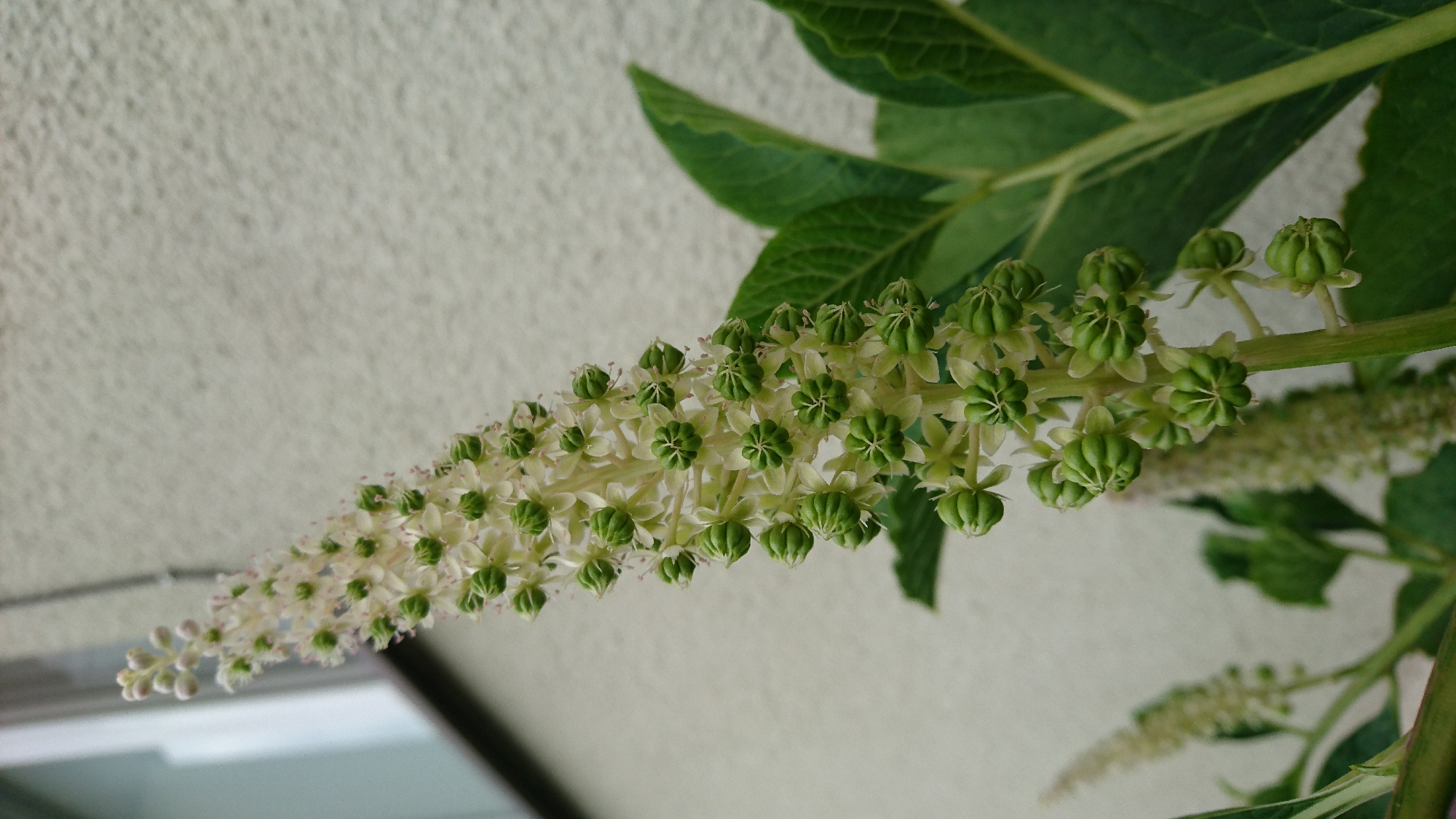 This is a close-up, eye-level, outdoor photograph of a flowering plant with a tall, spiky inflorescence. The main subject is a stalk with numerous small, white flowers and developing green seed pods. The seed pods are clustered and have a ribbed appearance. The plant has large, dark green leaves that are slightly out of focus in the foreground and background. The background consists of a textured, light-colored wall and a blurred window frame. The lighting suggests it is daytime. The photograph was taken in the city of Dvirets, Ukraine.