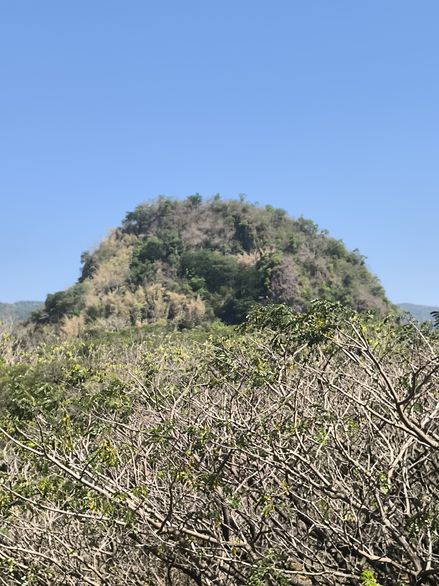 A panoramic, eye-level outdoor shot captures a lush, tree-covered mountain range under a clear blue sky. The foreground is dominated by a dense thicket of dry, bare branches, interspersed with sporadic green leaves. Beyond this shrubbery, the middle ground presents a large, conical mountain, its slopes covered in a mix of dry, golden-brown foliage and patches of vibrant green trees. The mountain appears arid in places, with exposed brown earth visible. In the distance, a hazy mountain ridge forms the background, and the sky is a uniform, cloudless blue. The scene depicts a natural, undeveloped landscape.