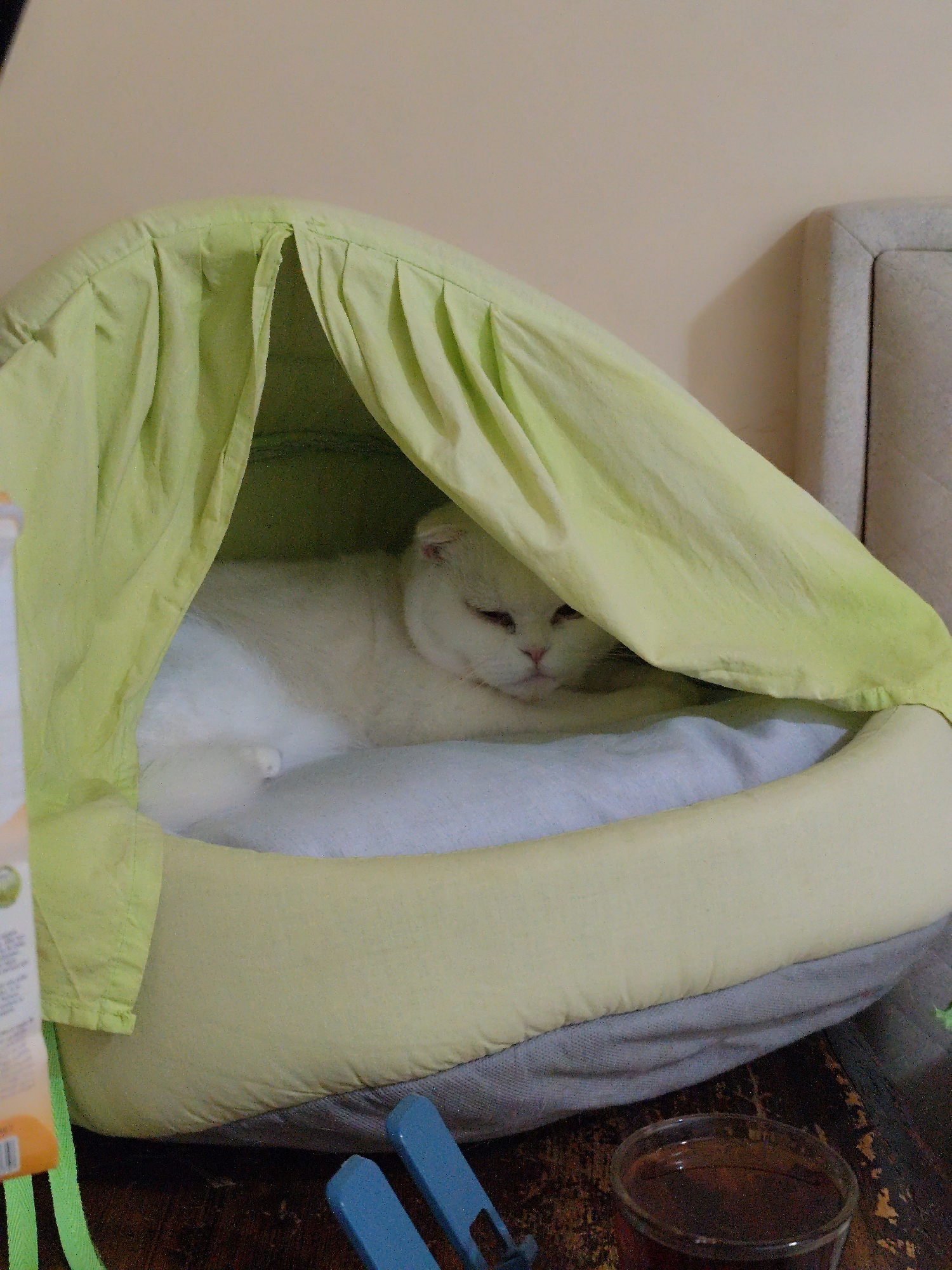 A white cat lies in a light green pet bed with a hooded top. The pet bed sits on a dark wooden floor. In the foreground, partially obscured by the bed, are a few objects: a box with green and orange accents, blue plastic items, and a glass containing a dark liquid. A cushioned headboard is visible in the background. The image was taken in an indoor setting. I'm unable to confirm the location is in the city of Sarıyer, Turkey.