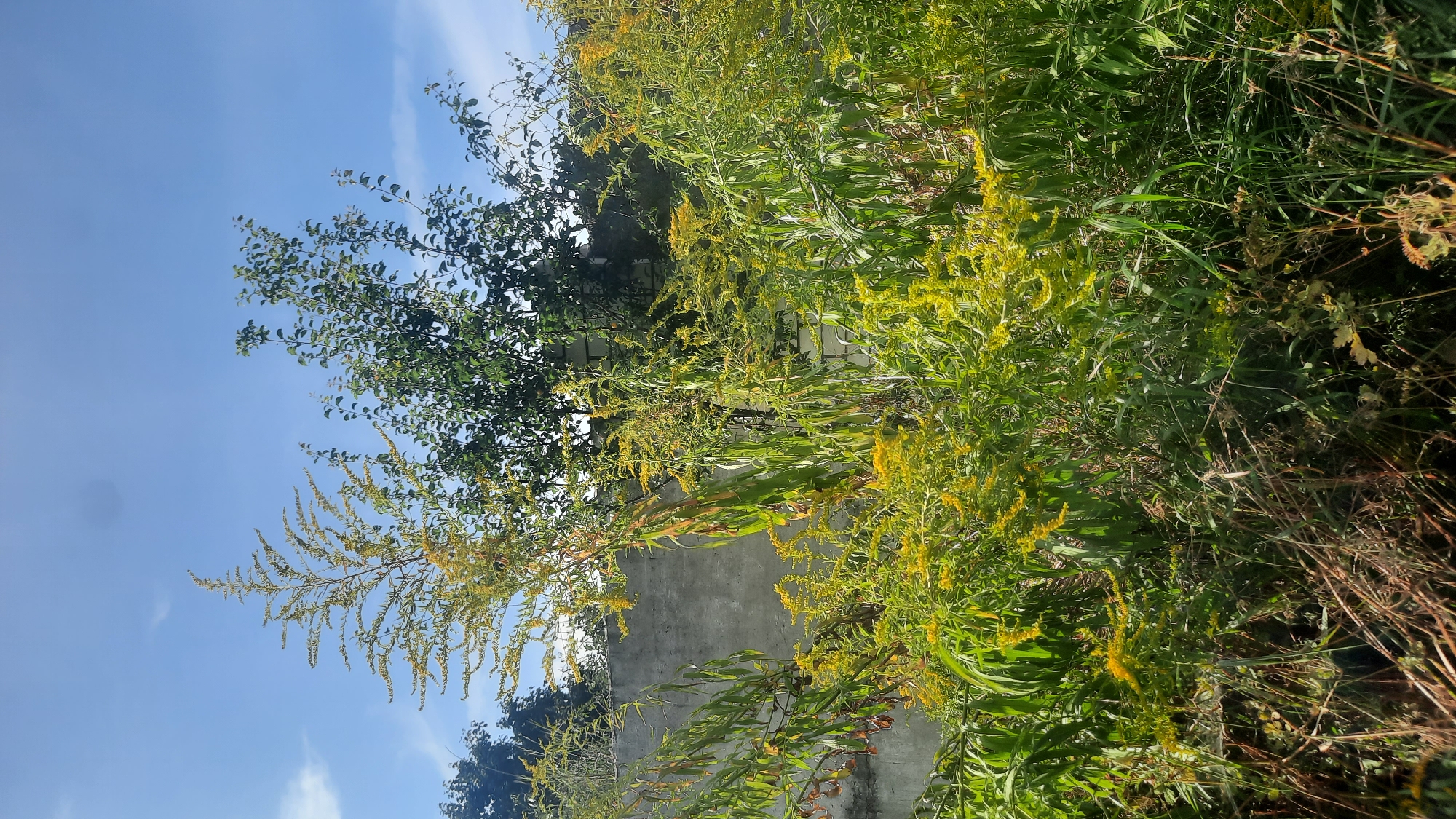 This is a medium shot, eye-level, vertical photograph taken outdoors on a sunny day. The scene depicts a patch of overgrown vegetation with a concrete wall and a brick wall visible in the background. The vegetation is dominated by tall, slender plants with feathery, yellowish-green leaves and clusters of small, bright yellow flowers. Some of these plants are quite tall, reaching towards the sky. Interspersed among them are plants with longer, strap-like green leaves. The concrete wall is a rough, textured surface, and the brick wall appears to be partially covered by the vegetation. The sky is a clear blue with a few wispy white clouds. The lighting suggests it is daytime, likely late morning or early afternoon, with the sun casting shadows and highlighting the foliage. There are no people or animals visible in the image. The overall impression is one of a somewhat wild, unkempt natural area against a backdrop of man-made structures, possibly an undeveloped lot or the edge of a garden. The style of the walls and the presence of trees suggest an urban or suburban environment, possibly in Шклоў, Belarus, given the context.