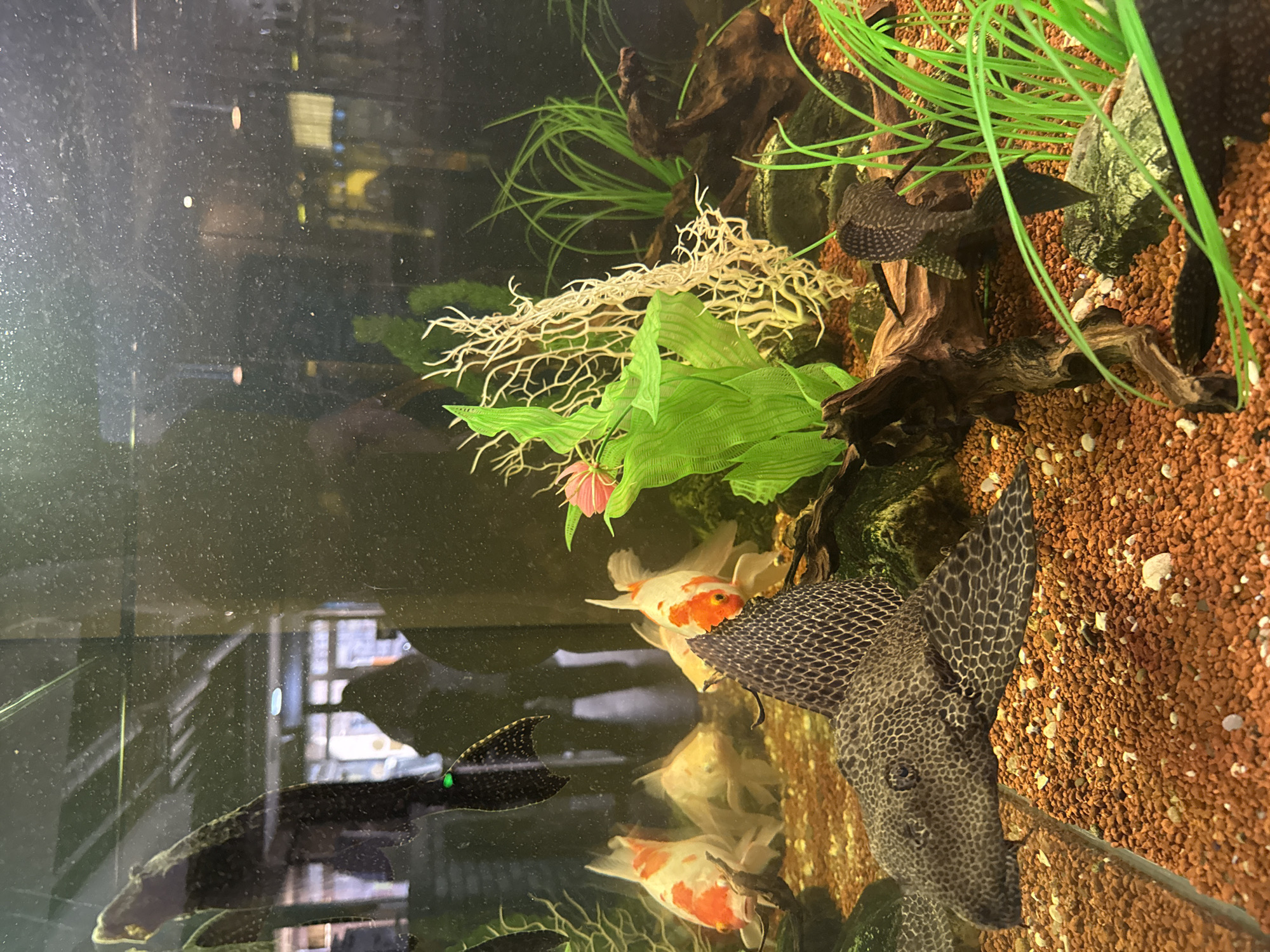 The image shows an indoor fish tank. Inside the tank, there are several goldfish with white and orange coloration swimming among artificial plants and driftwood. Two large Plecostomus catfish are visible. The substrate of the tank is reddish-brown gravel. The tank appears to be in a room, and reflections in the glass show the outline of building interiors, including windows and furniture. While the environment is visible through reflections, there is nothing available in the image to indicate that it is located in Moscow, Russia.