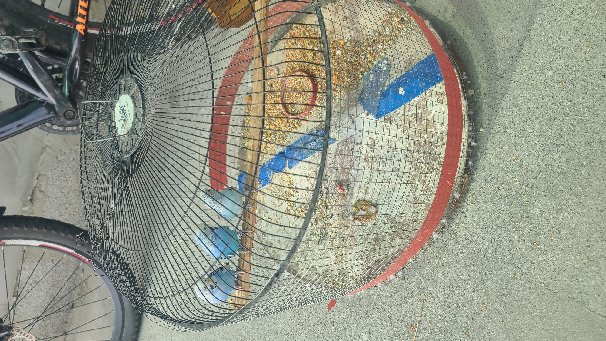A close-up, angled shot shows three blue budgerigars perched on a wooden dowel inside a large, circular wire cage. The cage floor is covered with scattered birdseed and some scattered debris, including a small red ring and two pieces of blue plastic. A bicycle wheel and frame are visible in the background, suggesting an outdoor urban setting, possibly a yard or street. The ground surface appears to be concrete. The overall impression is of a domesticated animal enclosure in a somewhat unkempt urban environment. The scene does not contain any identifiable landmarks that would suggest the specific location of Akyar, Uzbekistan.