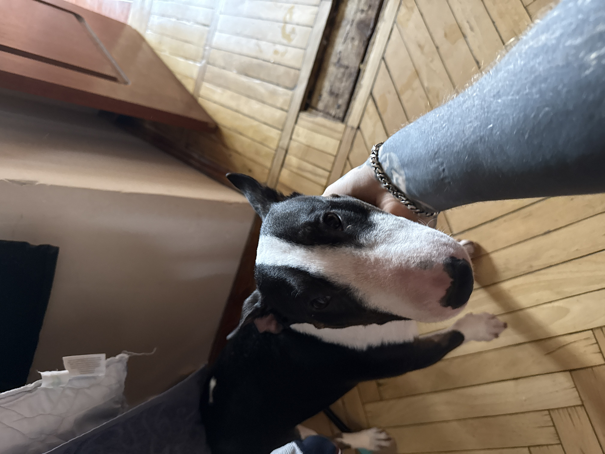 A black and white bull terrier stands on a light-colored wooden floor, its head tilted upwards towards a person whose heavily tattooed arm and wrist, adorned with a silver chain bracelet, are visible. The dog appears to be interacting with the person, possibly being petted or held. Behind the dog is a section of a brown wooden door and a white, possibly folded, object on a dark gray object. The location cannot be determined to be Moscow, Russia from the image.