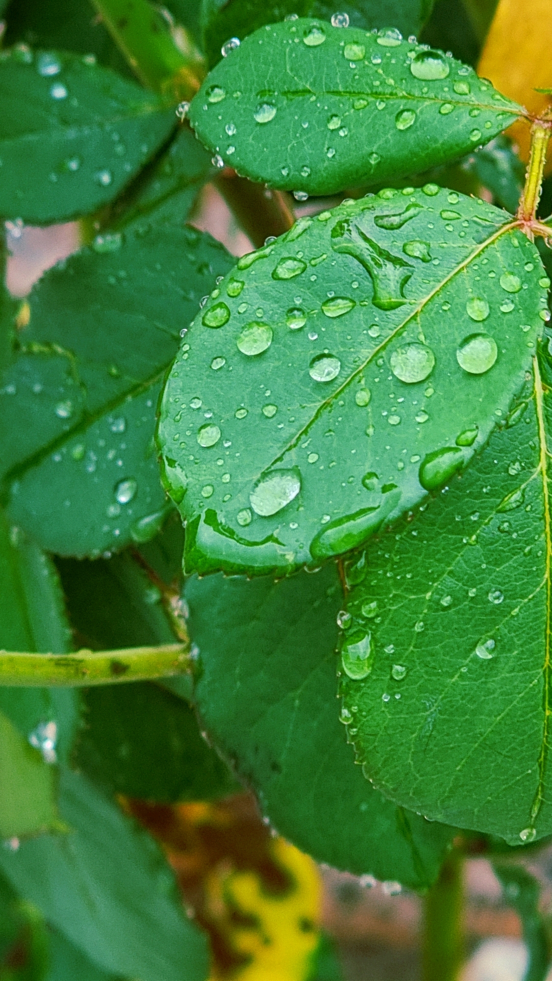 The image is a close-up, vertical shot of green leaves covered in water droplets. The focus is on the texture and details of the leaves and the spherical shape of the water. The background is blurred, with hints of brown and yellow, suggesting other foliage or possibly the ground. The image appears to be an outdoor scene, likely in a natural or garden setting. There are no people or visible signs of human activity. There is no information about the location in Sant Joan Les Fonts, Spain.