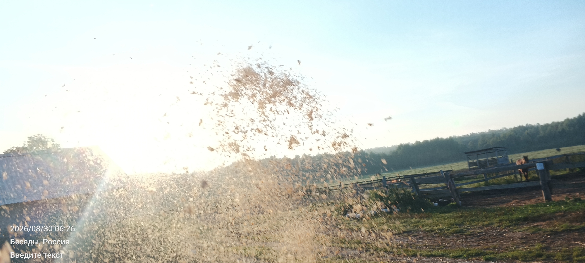 The image captures a rural scene in Besedy, Russia, at 06:26 on August 30, 2026. The foreground is dominated by a shower of dry, light-brown organic material, possibly hay or straw, being thrown upwards and outwards, obscuring a portion of the view. Behind this material, the environment unfolds under a clear, pale blue sky with the sun intensely bright, positioned in the upper left quadrant of the image.
The middle ground features a fenced enclosure containing at least one brown horse standing near a simple wooden shelter. Several white birds, likely ducks or geese, are visible on the ground within the enclosure. A wooden fence runs across the middle ground, delineating the pasture area. In the distance, a dense forest forms the horizon line.
The overall impression is one of agricultural activity or natural dispersion in a serene rural setting at dawn. The presence of the timestamp and location text overlay in the lower left corner indicates this is likely a captured moment from a recording device.