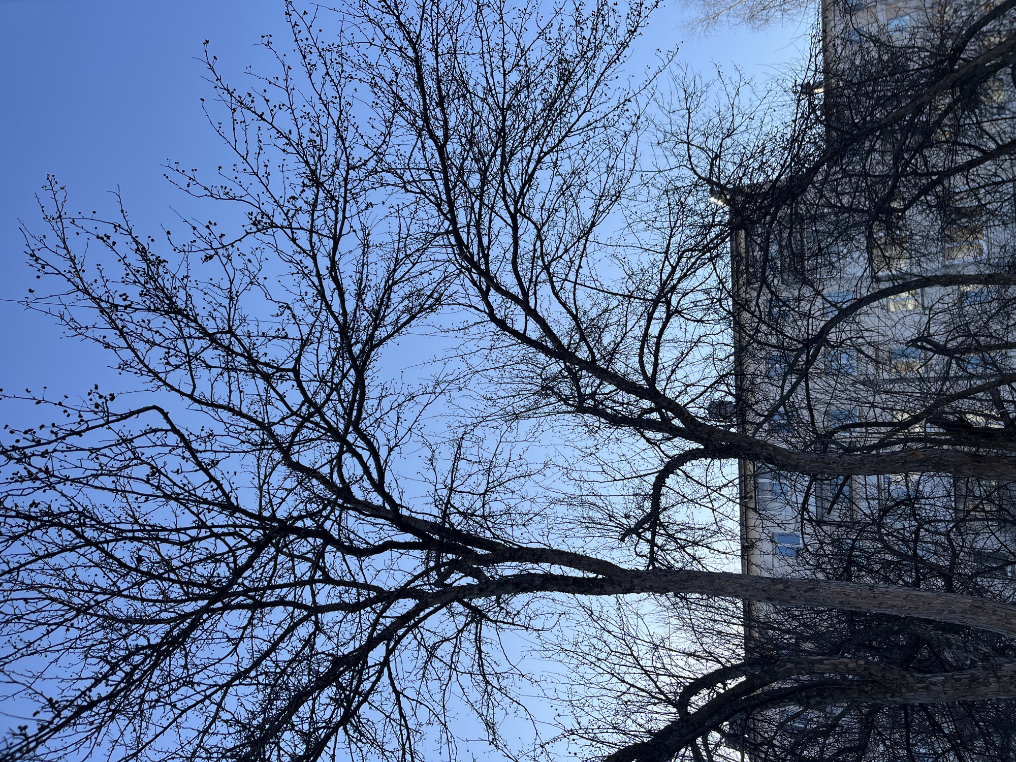The image, taken from a low angle in Chaikovsky, Russia, depicts bare tree branches silhouetted against a clear blue sky. To the right, a tall, light-colored building with windows is partially visible, its facade obscured by more branches. The branches are dark and intricate, creating a stark contrast with the sky. There are no people visible.