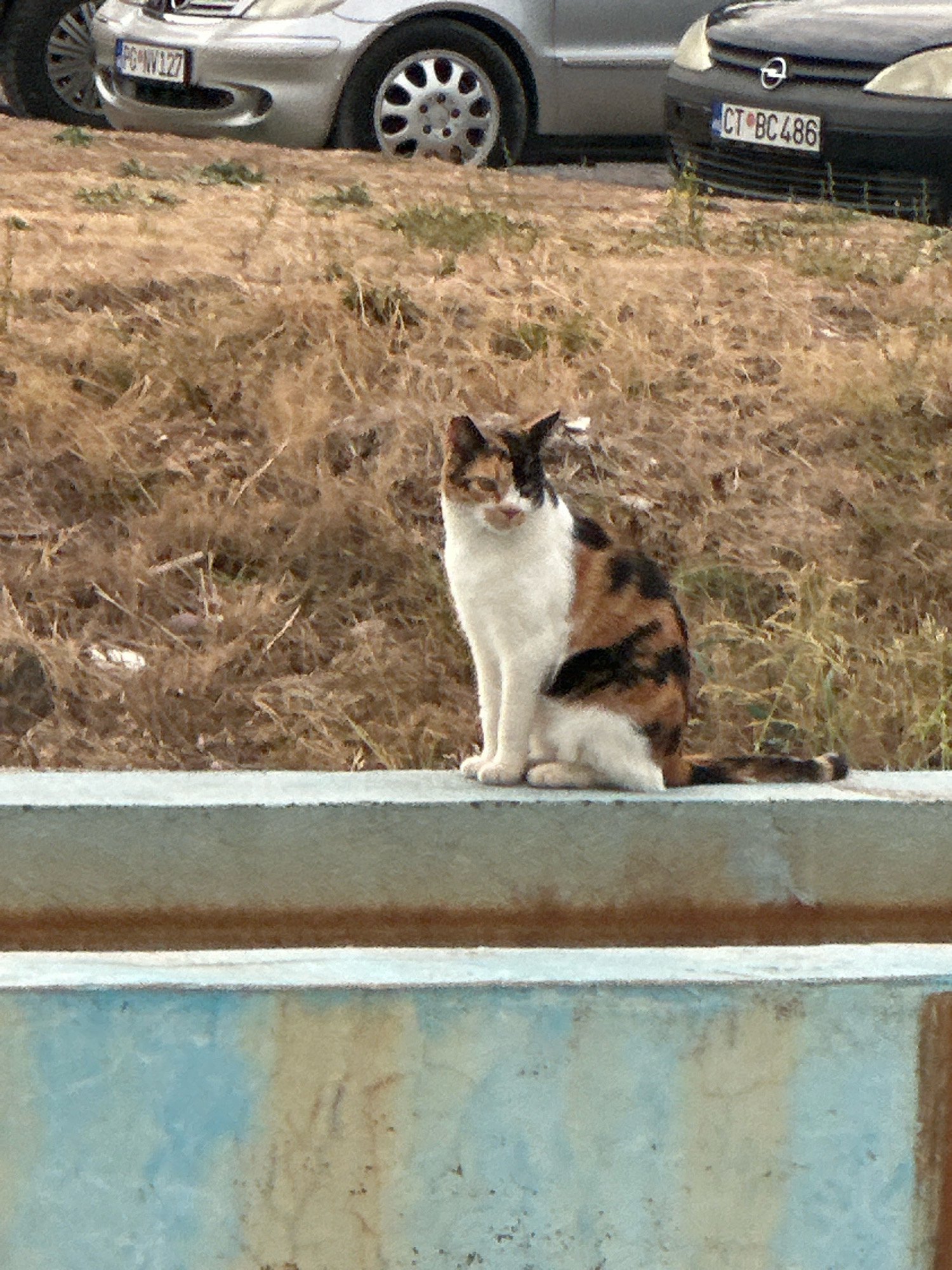 The image shows a calico cat sitting on a concrete ledge in Boreti, Montenegro. The cat is facing the camera, with its front paws tucked underneath its body. Its fur is a mix of white, black, and orange. Behind the cat, dry, brown grass and vegetation are visible, with two cars parked in the background. The car on the left is silver, and the car on the right is black. The license plate of the silver car reads "PG-NV127", and the license plate of the black car reads "CT BC 486". The sky is not visible in the frame.
