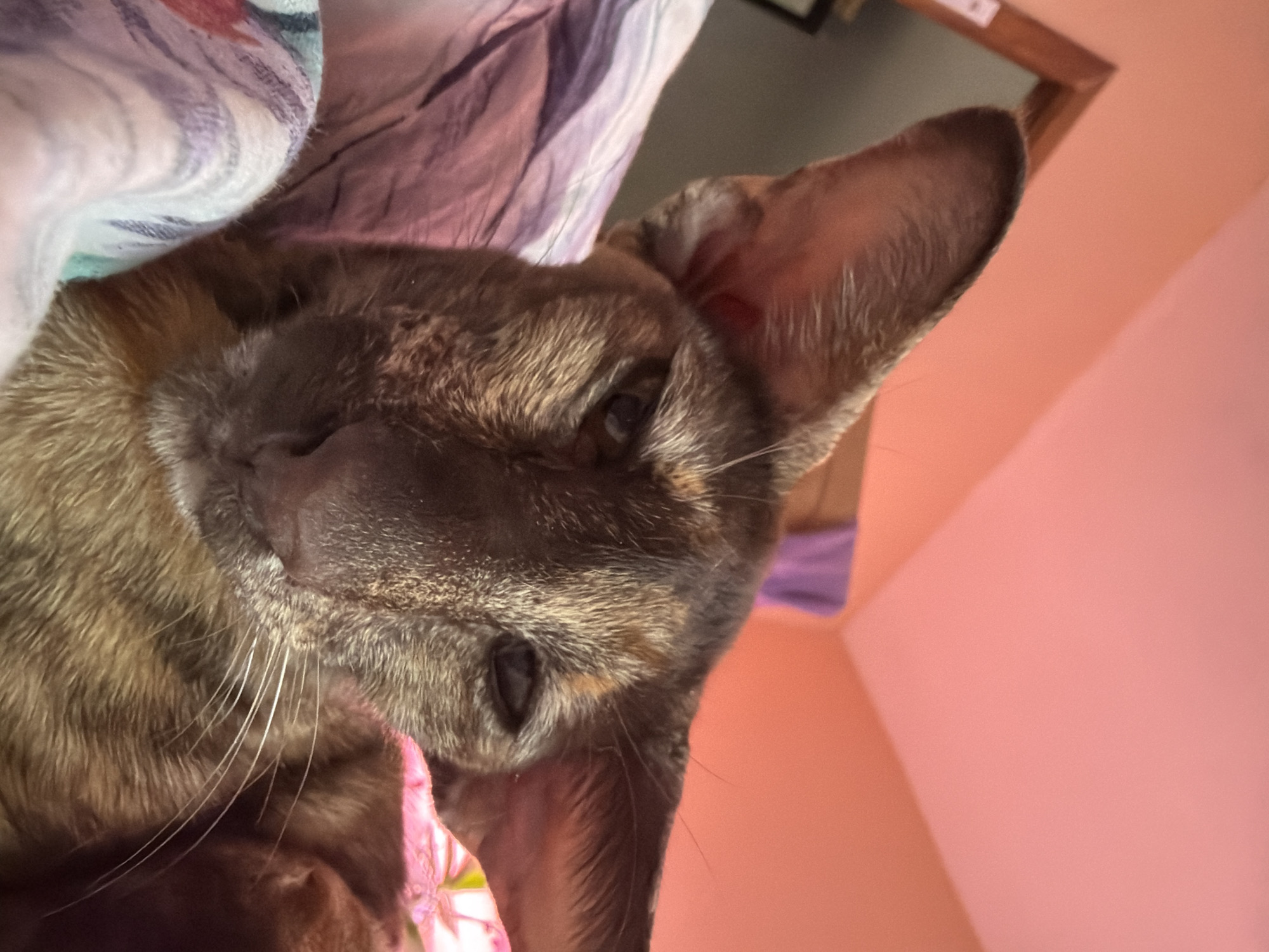 A close-up, tilted portrait features a domestic cat resting indoors in Chaikovsky, Russia. The cat, exhibiting a multi-toned coat with shades of brown, black, and lighter fur typical of a tortoiseshell or tabby, is captured from an overhead angle, looking towards the camera. Its prominent, pointed ears are visible, with the inner ear showing some pinkish tones. The cat's eyes are partially open, conveying a relaxed and calm expression, and long white whiskers extend from its muzzle.
The cat appears to be nestled against or partially covered by a soft, patterned blanket displaying light blue, purple, and white hues. The background reveals a plain, light pink or peach-colored wall and a section of a wooden door frame or trim, indicating an indoor setting, likely a home. The lighting suggests it is daytime. No discernible text is visible within the image. The weather conditions outside are not determinable from this indoor shot.