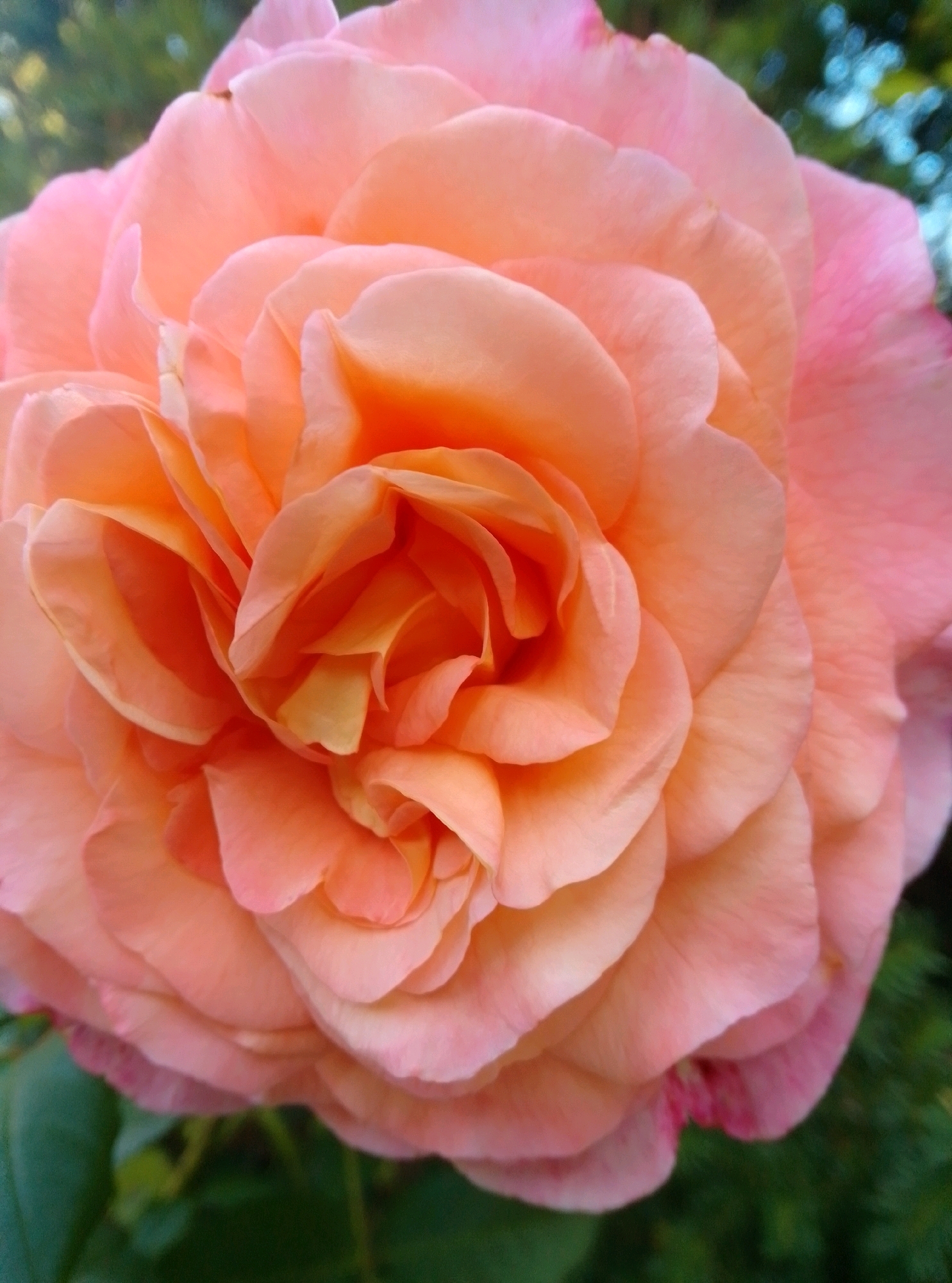 This is a close-up, eye-level, outdoor shot of a blooming peach-colored rose. The rose fills the entire frame, with its delicate petals overlapping and curving inward. The background is a soft blur of green foliage and out-of-focus light blue sky. There are no people or man-made objects visible. The image quality is high, with sharp focus on the rose petals, revealing their subtle textures and color variations. The lighting appears natural, suggesting it was taken during daylight hours. The scene is calm and serene, highlighting the natural beauty of the flower. This image was captured in Hamburg, Germany.