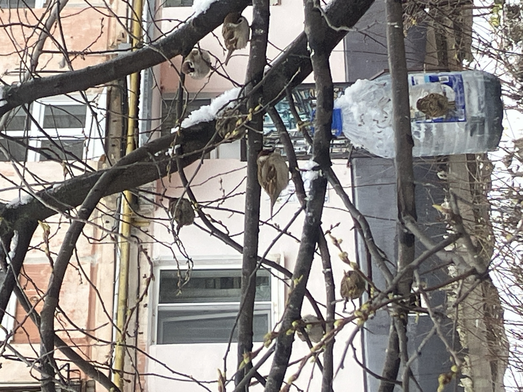The image depicts a group of Eurasian tree sparrows perched on bare tree branches, some dusted with snow. In the background, there is a pink-colored building with windows and a homemade bird feeder constructed from a clear plastic bottle is visible. The scene is likely located in an urban environment, based on the presence of buildings and the man-made bird feeder. The city is identified as Chaikovsky, Russia. The image suggests a winter or early spring setting, given the bare trees, snow, and budding branches.