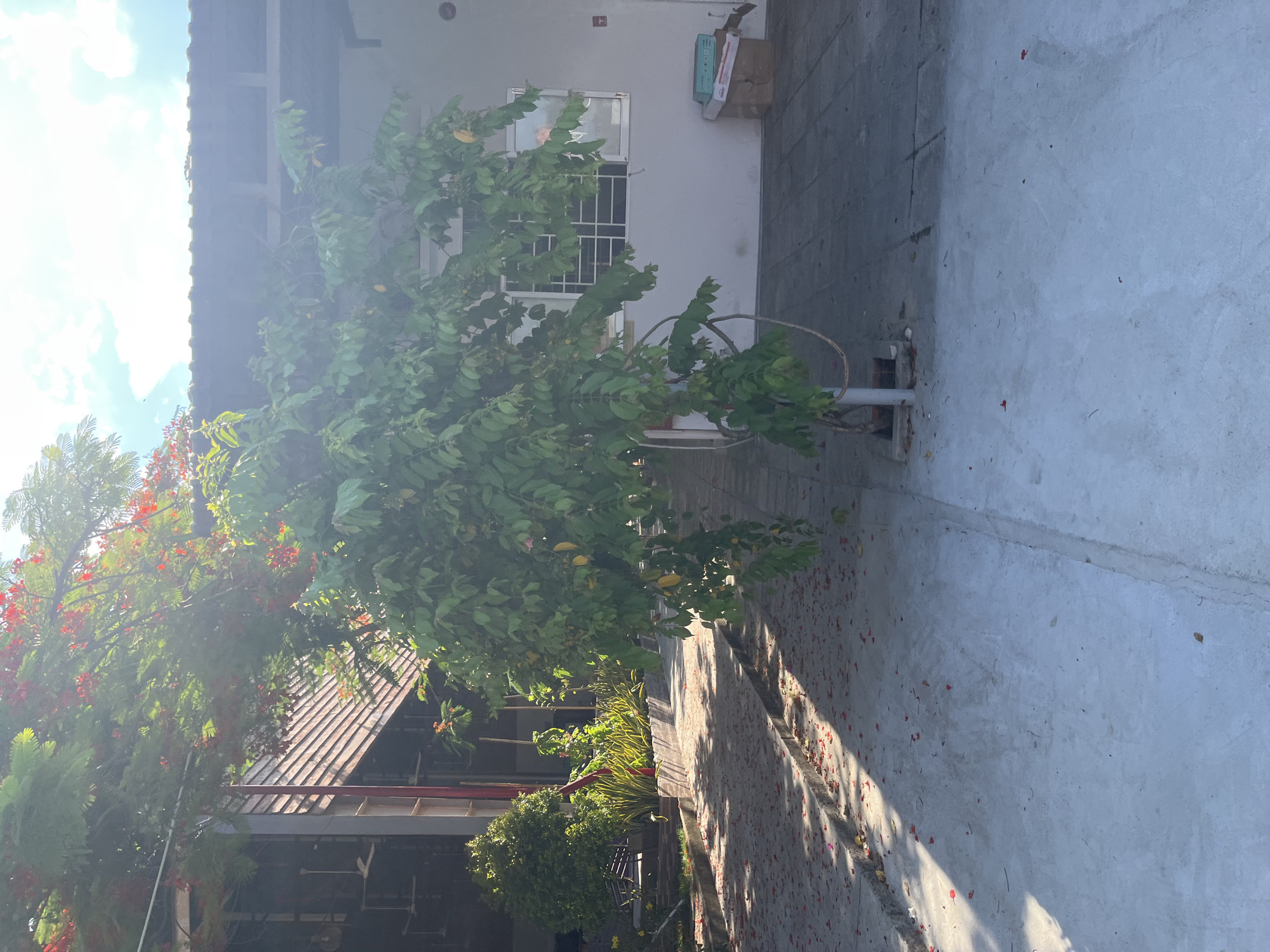 In the city of Dong Ninh Hoa Ward, Vietnam, the image captures a sun-drenched outdoor scene. A pathway paved with grey rectangular tiles, scattered with fallen red flower petals, leads towards a building. To the left, a portion of a structure with a wooden-slatted facade is visible. In the foreground, a young tree with dense green foliage stands in the middle of a concrete area, its branches reaching out. Beyond the tree, the building features a white wall and a window with a white grid pattern. To the right of the window, a cardboard box rests on the ground. Sunlight casts sharp shadows across the tiled pathway, creating a pattern of light and dark. The sky above is a bright blue with scattered white clouds.