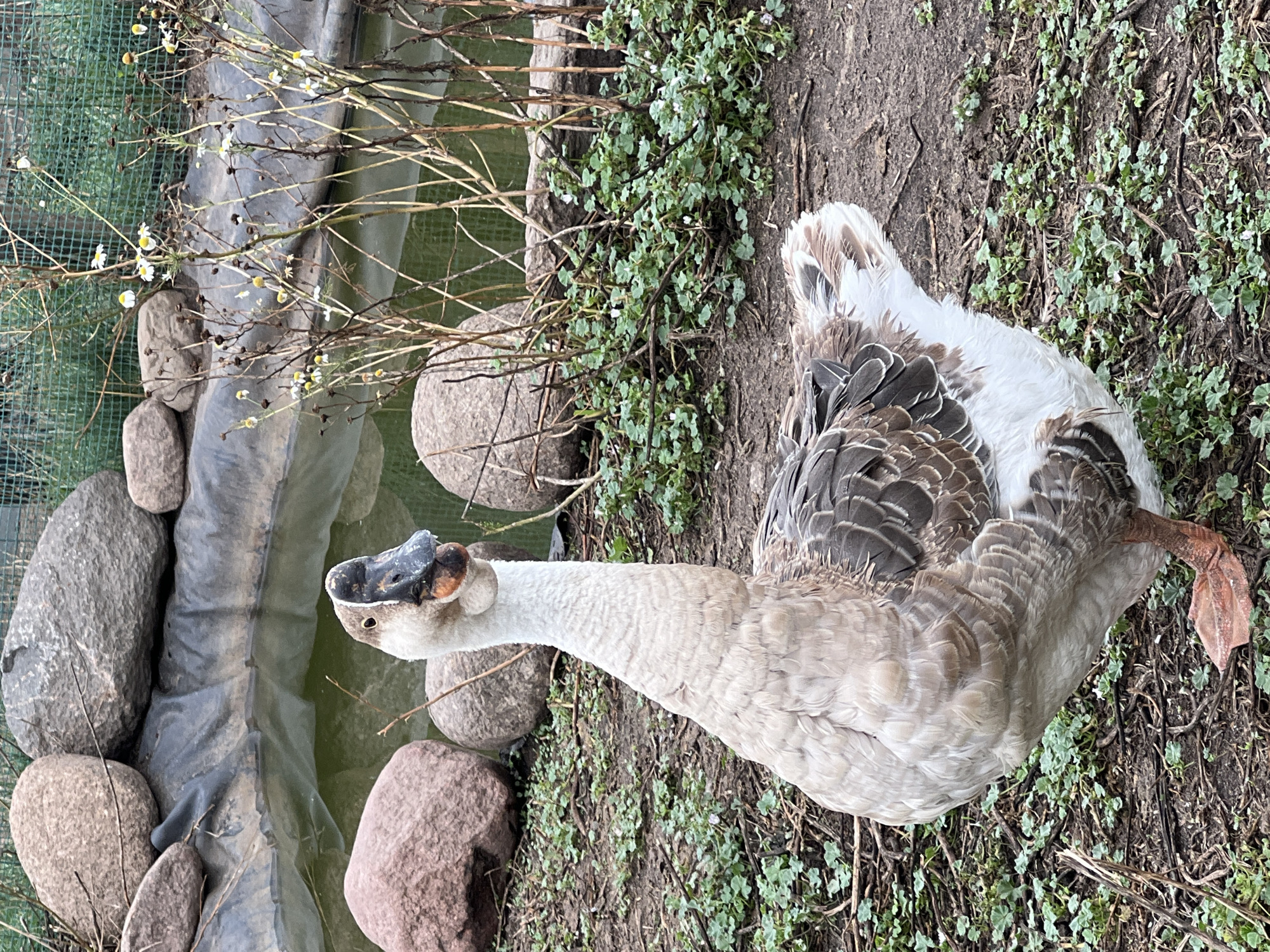 A goose stands in a patch of dirt and low-lying green plants. Behind the goose is a small pond with green water, bordered by large rocks. Further back, tall dried plants with small white flowers are visible, and a green mesh fence. The goose is facing the viewer and is light brown and white with dark gray wings. Its beak is black and orange. The scene appears to be an outdoor enclosure. No people or specific landmarks in Bujenka, Poland are discernible.