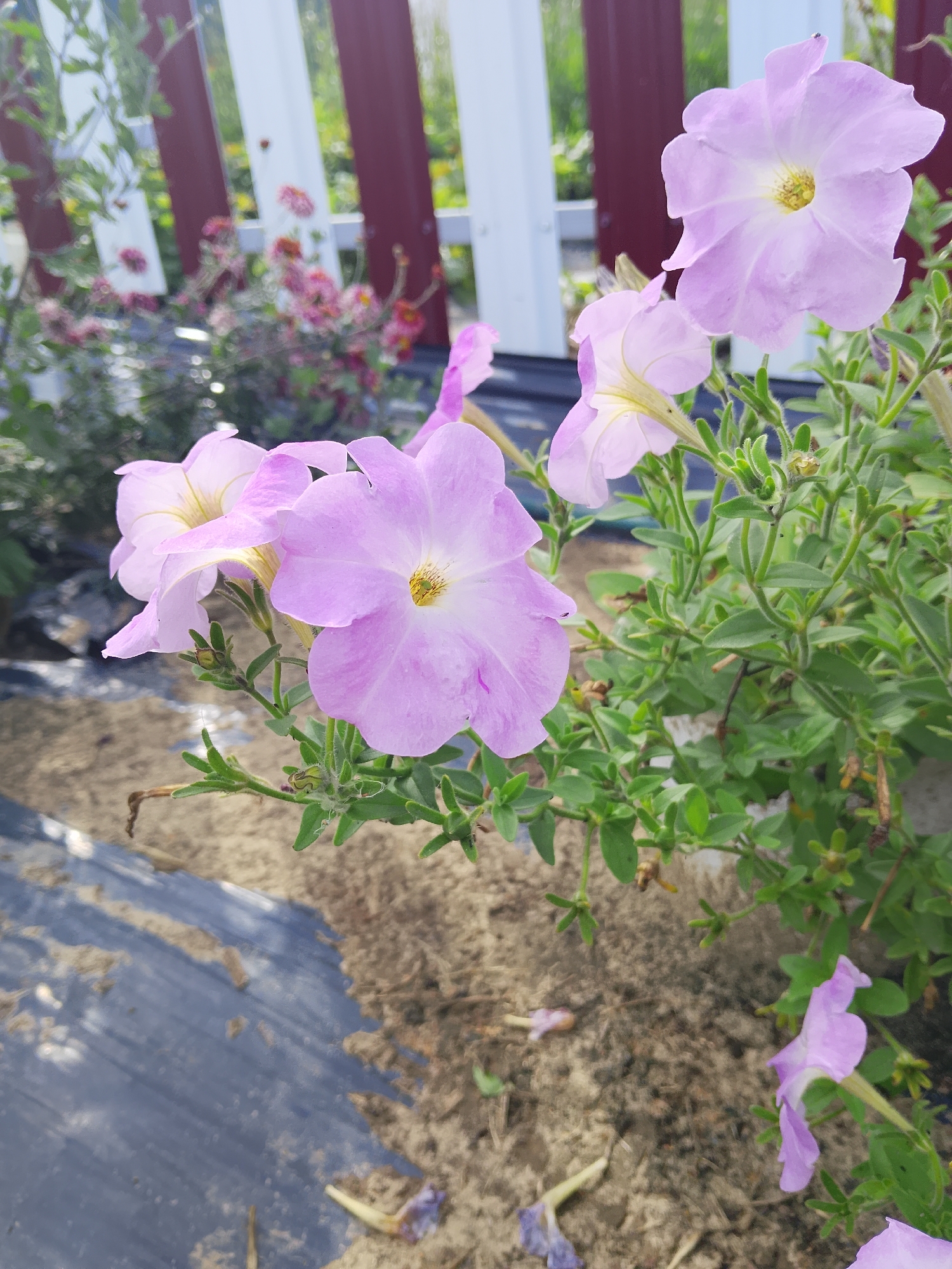 The image shows a cluster of light purple petunias in full bloom, with several flowers in focus and some out of focus in the background. The flowers have a funnel shape with five ruffled petals and a yellow center. They are growing on a green, leafy stem with small buds and developing seed pods. In the background, a red and white striped fence is visible, with greenery and some blurred pink flowers behind it. The ground in the foreground is covered with dark plastic sheeting and sandy soil, with fallen petals scattered on the ground. The overall scene suggests a garden or outdoor floral display. The image appears to have been taken during daylight, with natural lighting. The location is specified as Verkhopol'e, Russia.