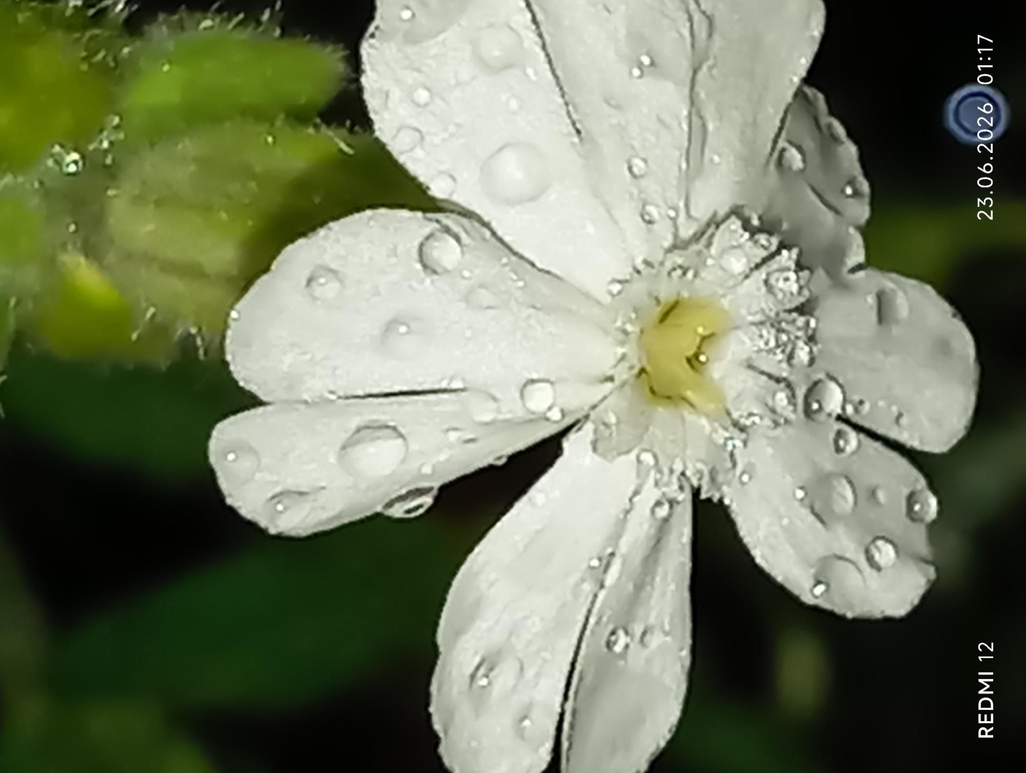 A close-up shot captures a white flower with water droplets on its petals. The flower is the central subject, with its delicate white petals spread open. The background is blurred, with dark green foliage suggesting a natural outdoor setting. The image also contains text overlays: "REDMI 12" in the bottom left corner and "23.06.2026 01:17" in the bottom right corner, indicating the device used for capture and the date and time.