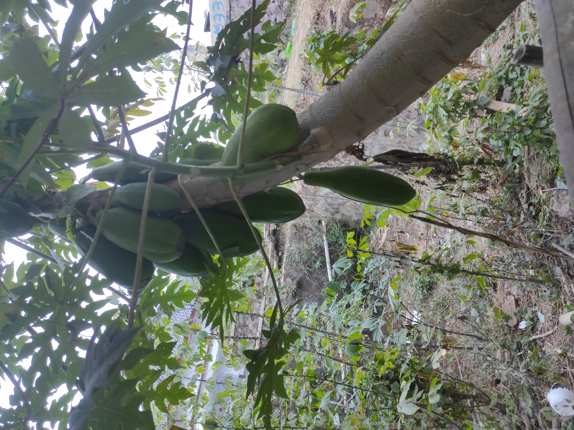 A vertical, low-angle shot captures a papaya tree with a cluster of unripe green papayas hanging from its trunk. The papayas vary in size and shape, with some being elongated and others more rounded. The trunk of the tree is rough and textured, with visible bark patterns. Lush green leaves, characteristic of a papaya plant, surround the fruit and extend out of frame. In the background, a residential area with tiled roofs is visible, suggesting an urban or semi-urban setting. The area appears somewhat unkempt, with dry foliage and scattered debris on the ground, including plastic waste. A concrete wall or embankment is also present in the middle ground, indicating a sloped terrain. The sky is overcast, casting a diffused light on the scene. The overall impression is that of a tropical environment, likely in a residential backyard or a less manicured public space within Sumedang, Indonesia, given the architectural style of the houses and the presence of the papaya tree.