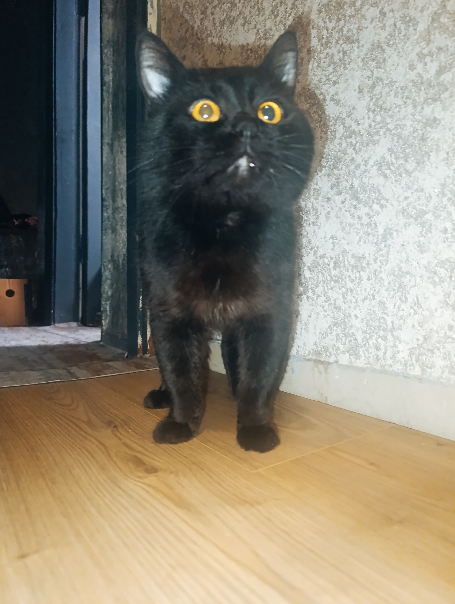 A black cat with bright yellow eyes stands on a wooden floor in front of a textured wall. The cat is facing the camera, with its mouth slightly open, revealing a small white spot on its chin. To the left of the cat, a dark doorway with blue-tinted interior walls is visible. A light brown wooden box with a circular cutout is placed on the floor near the doorway. The overall scene appears to be indoors, possibly in a residential setting in Zlatopil, Ukraine.