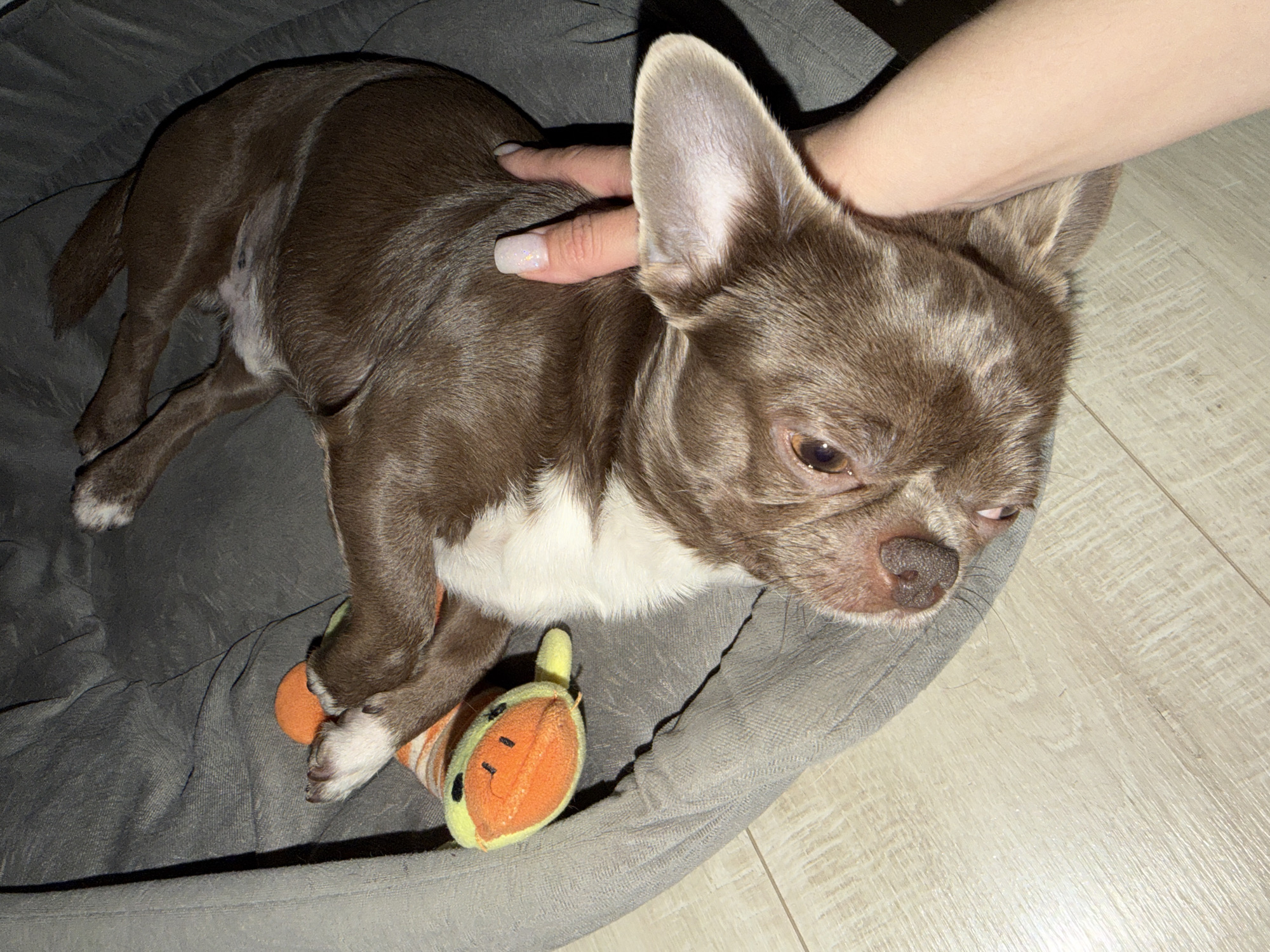 The image captures a small, short-haired dog with shiny brown fur and distinct white markings on its chest and paws, resting comfortably in a soft, grey dog bed. A human hand, featuring a light-colored, shimmery manicured nail, gently strokes the dog's back near its neck, conveying affection. The dog appears relaxed, with its brown eyes looking downwards or partially closed, suggesting comfort or drowsiness. Its prominent, upright ears are clearly visible, and it has a dark nose. An orange and yellow plush toy, possibly a caterpillar or similar creature with an orange head and a smiling face, is tucked beneath one of the dog's front paws. The dog bed sits on a light-colored wooden or laminate floor, indicating an indoor setting, likely a home. The lighting in the scene suggests artificial illumination. No visible text is present in the image. This tranquil scene takes place in Votkinsk, Russia.