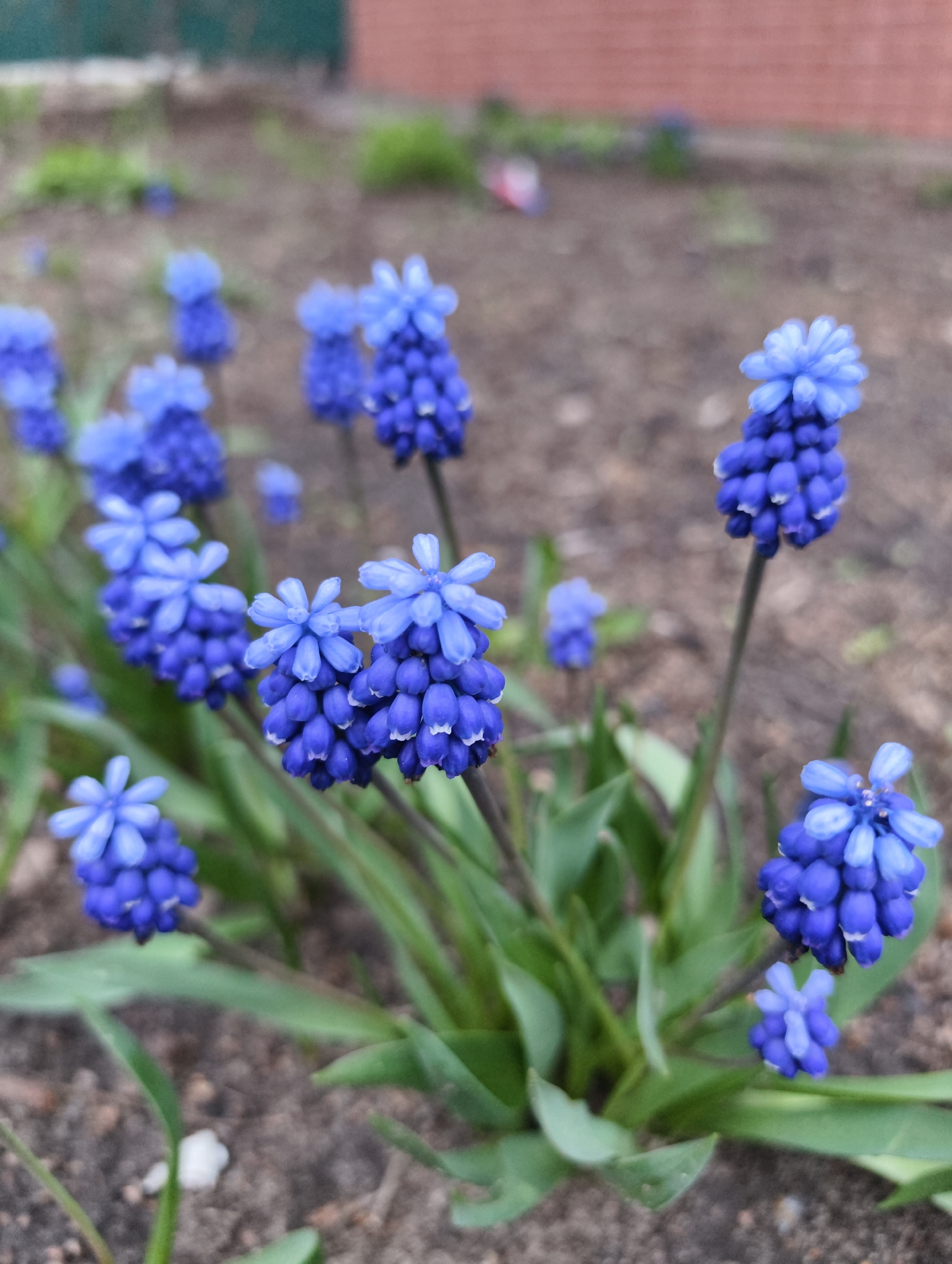 A close-up photograph shows a cluster of blue grape hyacinth flowers in bloom. The flowers are dense and cone-shaped, with tiny, bell-shaped florets. The leaves are green and linear. The ground is visible, consisting of brown soil. In the background, a brick building is partially visible. The location is outdoors in an unidentifiable area that is consistent with a garden. No people are visible in the image. The flowers are the main subject of the photograph. The photo does not contain enough information to confirm its location in Balashov, Russia.