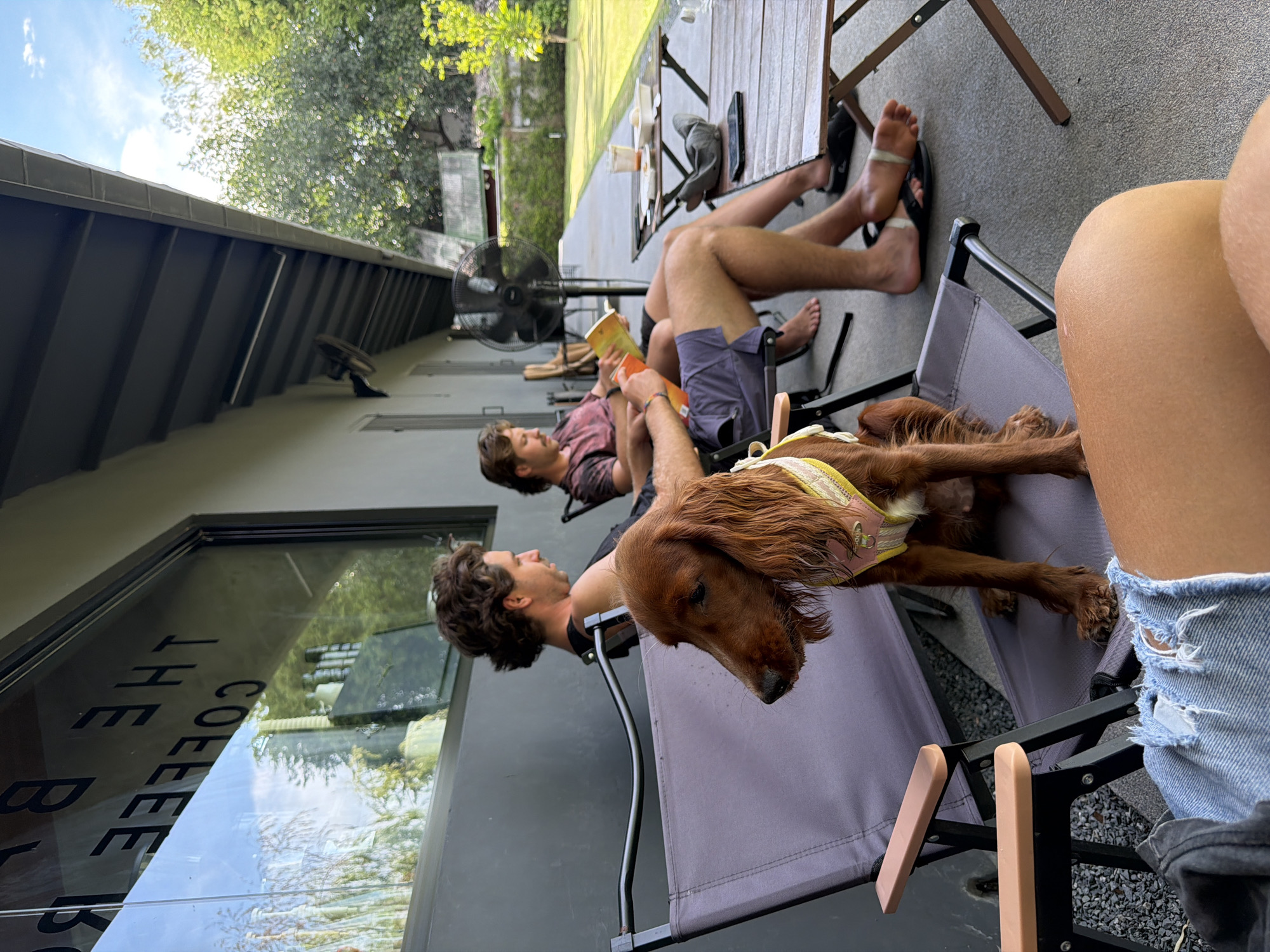 Outside The Coffee Break cafe in Chiang Mai City Municipality, Thailand, two people sit in folding chairs, one reading a book. A red setter dog lies in the foreground chair wearing a yellow and pink harness. An oscillating fan sits behind the man reading. Another person wearing distressed denim shorts sits close to the camera on another folding chair. A table is present in the background with objects on top. The environment is shaded with buildings and trees visible.