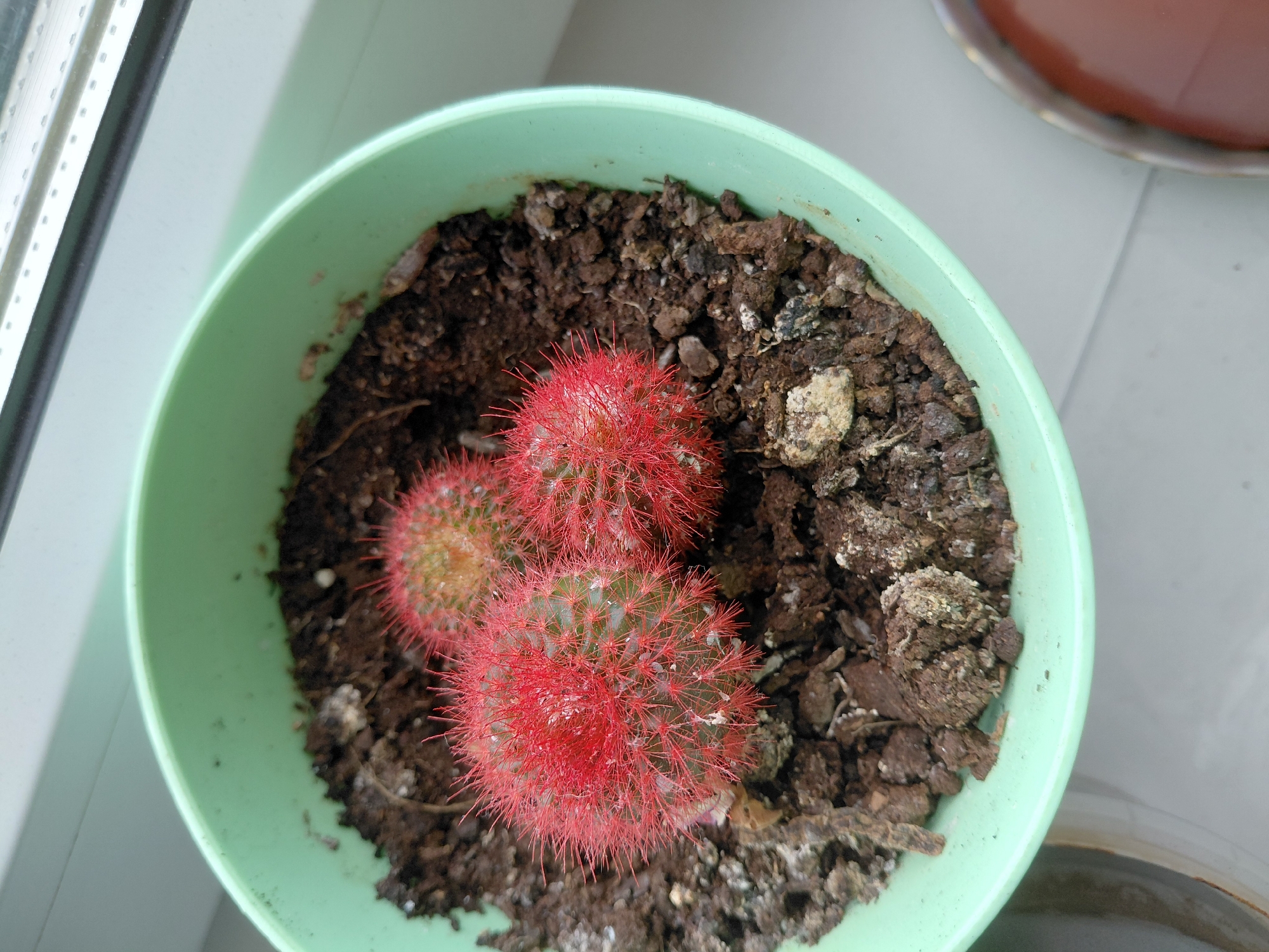 The image shows a light green pot containing three cacti. The cacti have red spines and are planted in dark soil. The pot is positioned on a white surface, likely a windowsill, near a window with visible horizontal slats. In the upper right corner of the frame, part of another brown pot is visible. The image does not contain any people, actions, or interactions. There is no indication of Nadym, Russia.