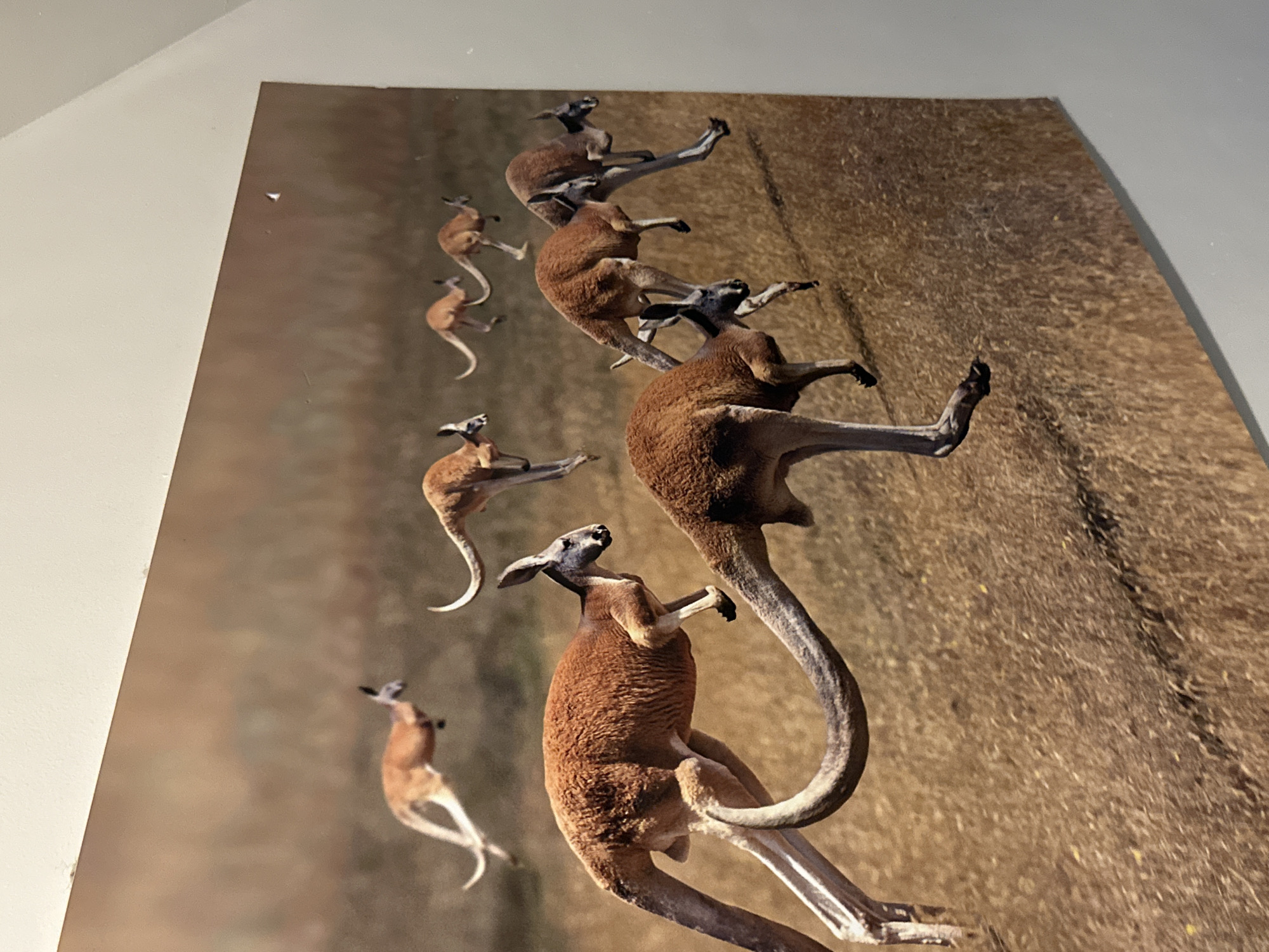 A photograph depicts a poster of kangaroos. The poster shows kangaroos in various hopping positions against a brown, grassy background. The poster is mounted on a wall, with a portion of the white wall visible on the left side. The scene appears to be indoors, potentially in a residential or commercial space. There is no evidence of this scene being located in the city of Davao City, Philippines.