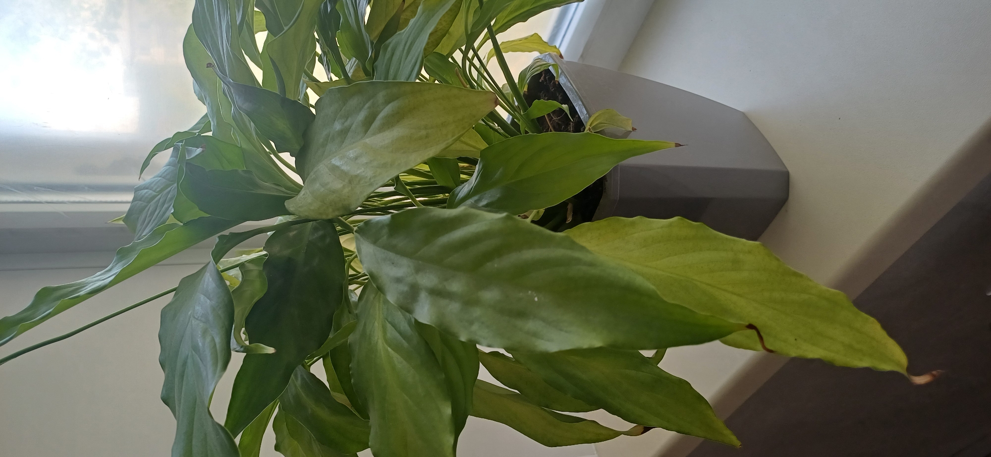 A potted plant, identified as a peace lily (Spathiphyllum), sits on a windowsill in what is presumed to be the city of Ekibastuz, Kazakhstan. The plant exhibits signs of distress, with several leaves showing yellowing and browning at the tips. The peace lily is housed in a square, light gray plastic pot. The background consists of a window with diffused natural light filtering through, suggesting an indoor setting during daylight hours. The windowsill itself is a neutral color, likely white or off-white. No people are present in the image, and no specific actions or interactions are depicted. The focus is solely on the plant and its immediate surroundings.
