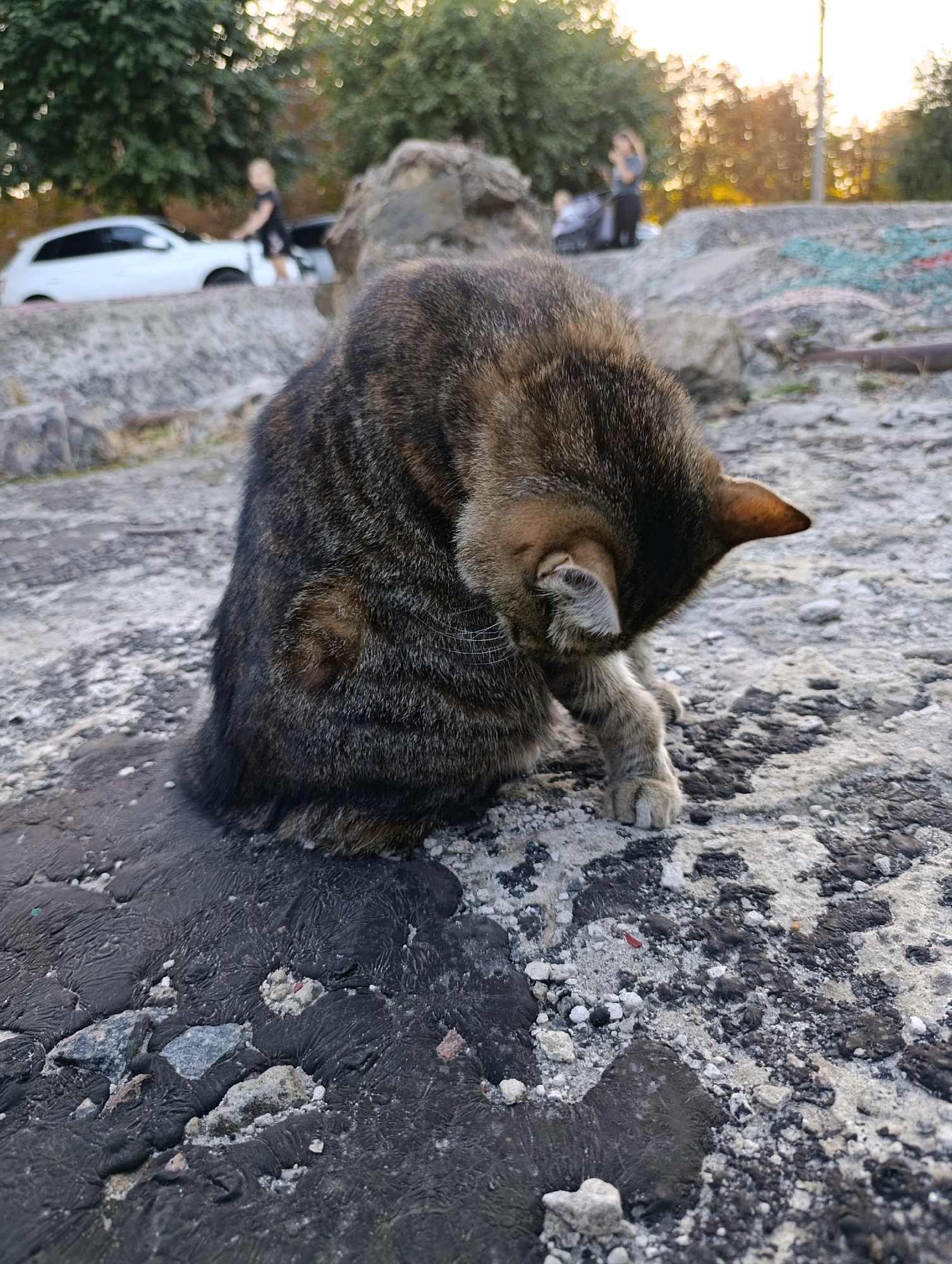 A tabby cat is grooming itself on a rough, uneven surface of dark asphalt and lighter concrete debris. The cat is positioned in the foreground, its head lowered as it licks its paw. The background is blurred, showing trees and the setting sun. In the mid-ground, a white car and two indistinct figures are visible, suggesting an urban or park-like setting. The overall impression is a candid moment captured outdoors during daylight. There is no specific indication of the location within the city of Cherkasy, Ukraine.