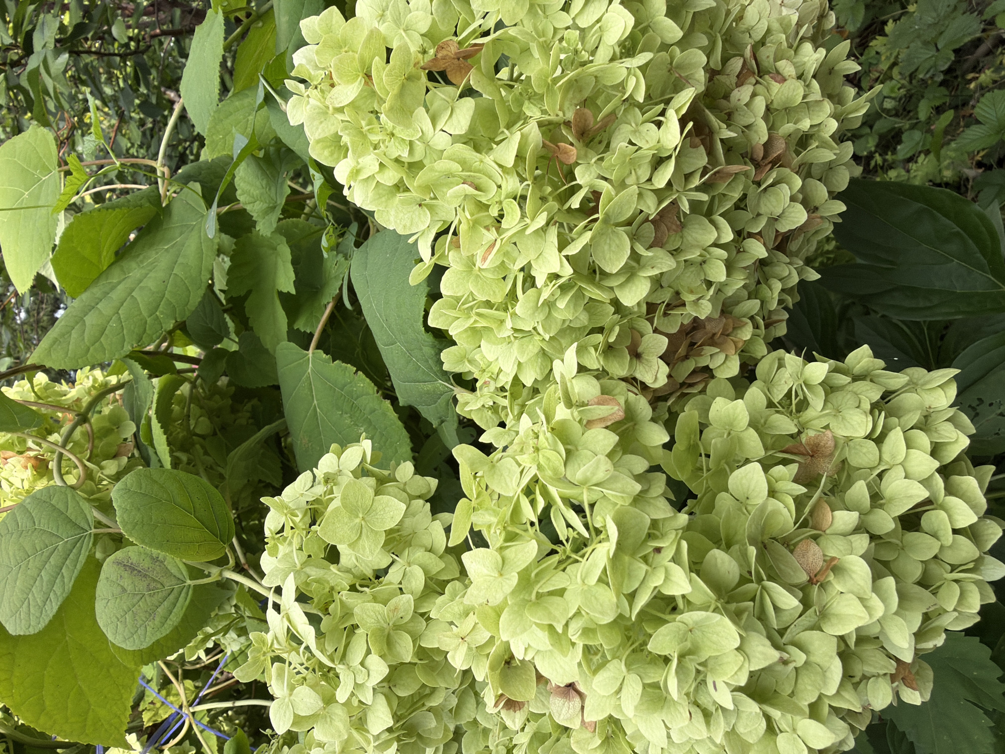 A close-up, eye-level shot captures a cluster of pale green hydrangea blossoms and large, dark green leaves. The background is filled with more lush green foliage. Some of the hydrangea petals show hints of brown. The image appears to be a photograph taken outdoors, likely in a garden setting. No people or animals are visible. The location is not specified in the image.