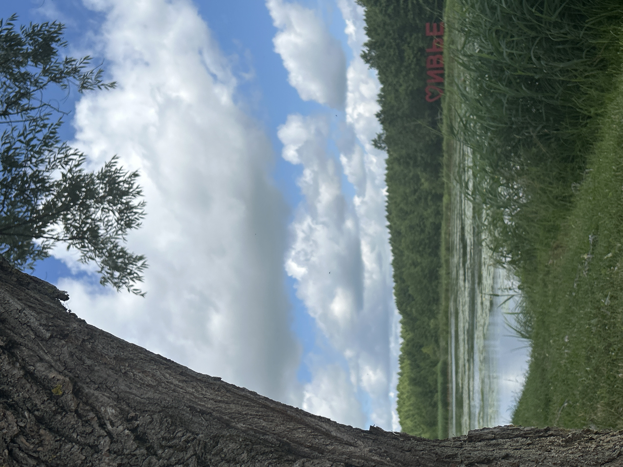 The image depicts a serene lakeside scene with a large tree trunk in the foreground on the left. Beyond the tree, a calm body of water is visible, covered in patches of aquatic vegetation. A dense, green forest lines the far bank of the lake. Above the trees, a bright blue sky is dotted with fluffy white clouds. In the mid-ground, positioned on the far bank of the lake, a large, red, three-dimensional inscription reads "ЖЫВЕ" which translates to "Long live" in Belarusian. The overall environment suggests a natural, outdoor setting in Iwye, Belarus, likely a park or recreational area. There are no people visible in the image. The lighting indicates it is daytime, possibly late morning or early afternoon, with the sun casting soft light on the scene.
