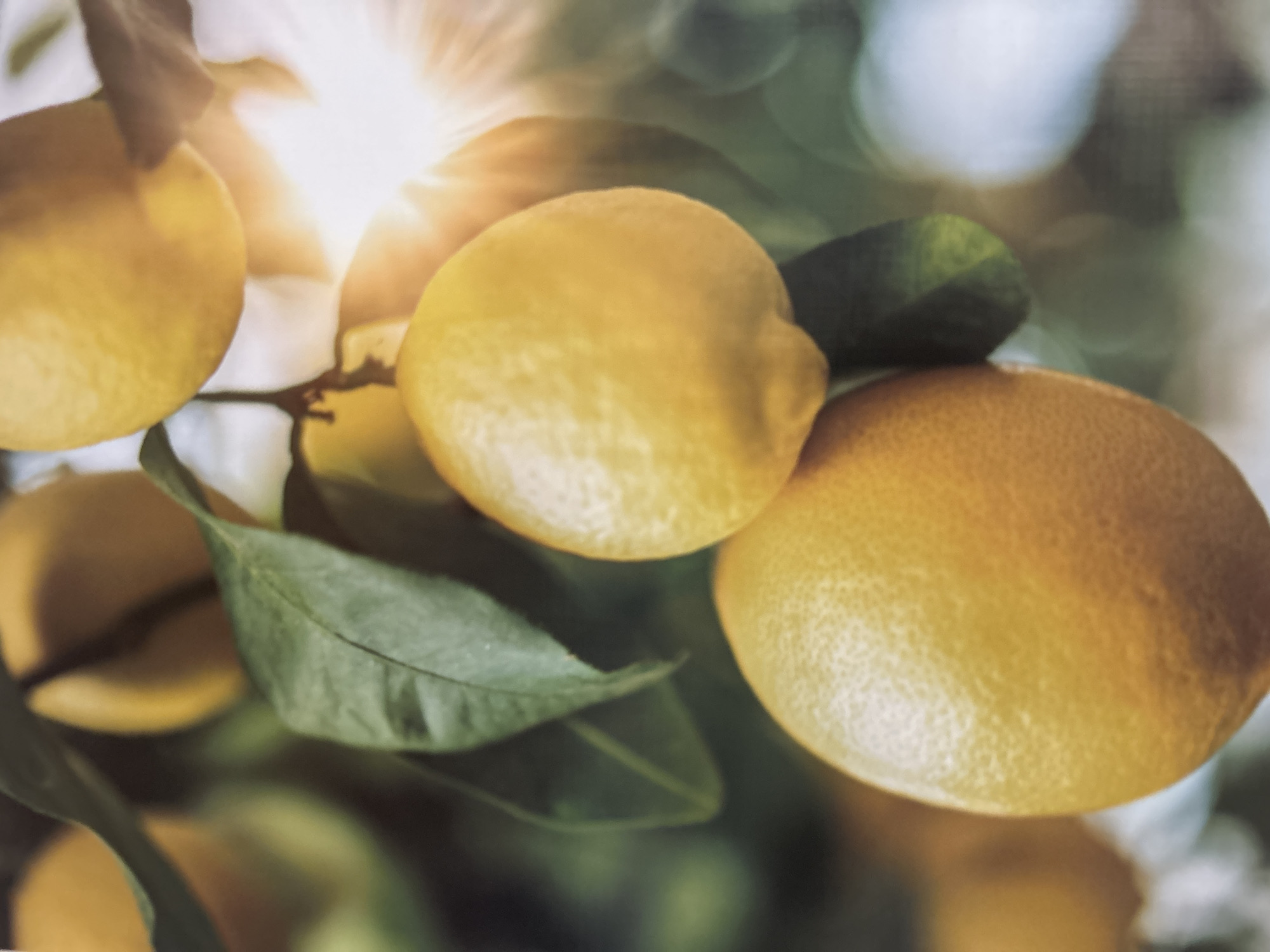 The image shows a close-up view of several ripe lemons on a tree, bathed in bright sunlight. The lemons are yellow and have textured skin, indicating they are close to harvest. Green leaves are visible, providing a natural backdrop. Sun flares are prominent in the upper right quadrant of the image, suggesting a sunny day. The background is blurred with bokeh effects, focusing attention on the lemons. There are no people or identifiable landmarks present, and therefore no connection to Detmold, Germany, can be made.