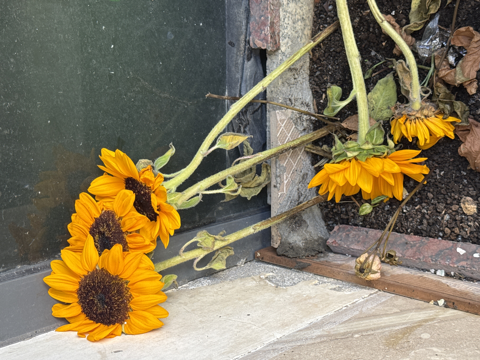 A high-angle shot shows several wilted sunflowers in a planter box, some of which have fallen and are resting against a wall. The planter is filled with dark soil, and a few dead leaves are scattered on top. The sunflowers are bright orange with dark brown centers. The stems are green and hairy, but many are bent and appear dry. The planter box itself is made of concrete and brick. To the left, a light-colored textured wall is visible. To the right, a dark, grimy surface, possibly a window or a wall, is present. The scene is outdoors, likely in an urban setting given the concrete and brick elements. No people are visible in the image. The overall impression is one of neglect or the end of a growing season for these sunflowers. The location is stated to be in the city of Nha Trang, Vietnam.
